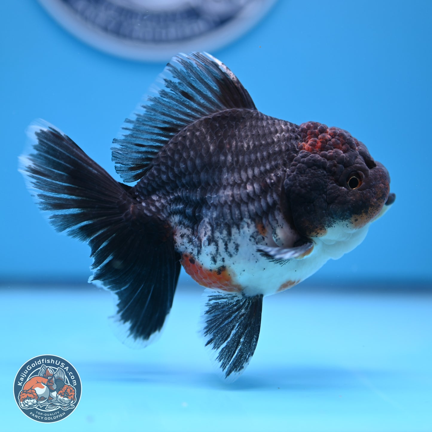 Shogun Blue Kirin Rose Tail Oranda 3.5in Body (240802_OR11) - Kaiju Goldfish USA