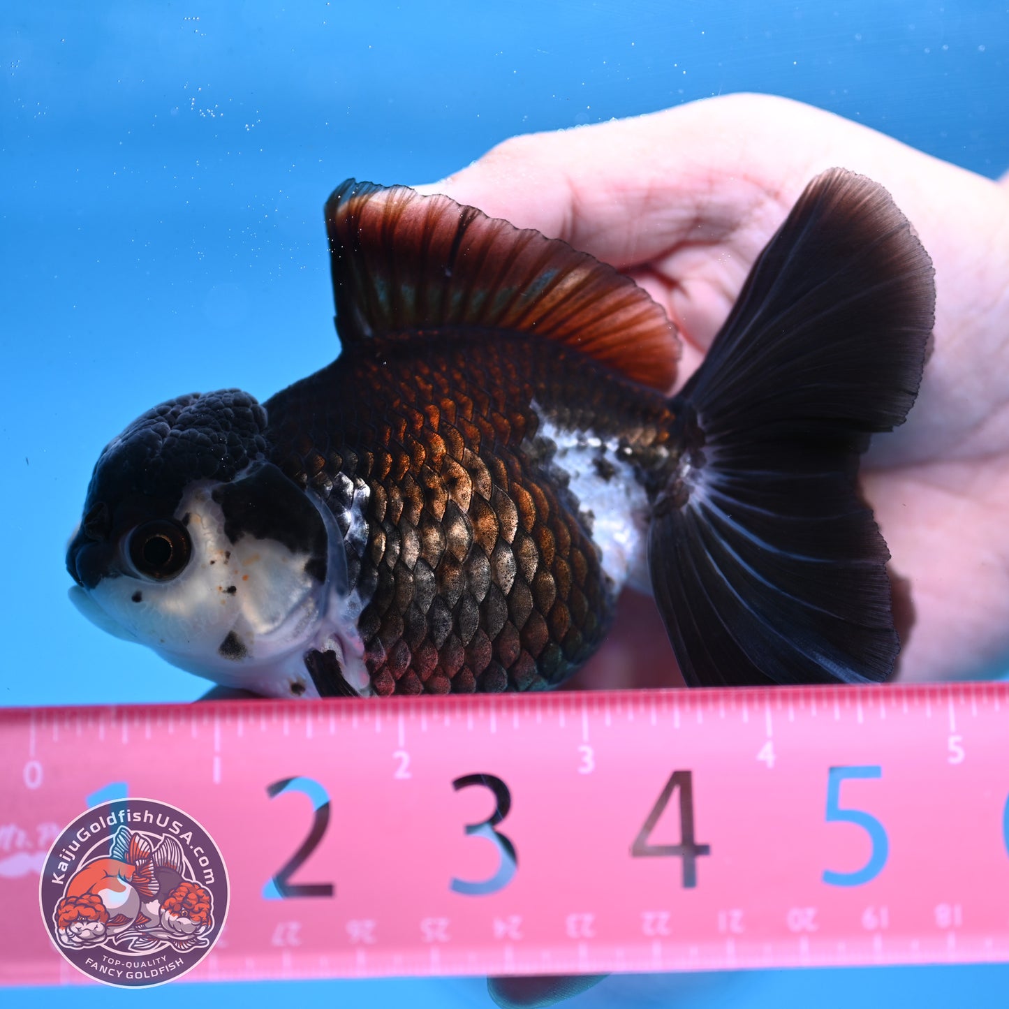 Panda Rose Tail Oranda 4 inch Body (251003_OR11)