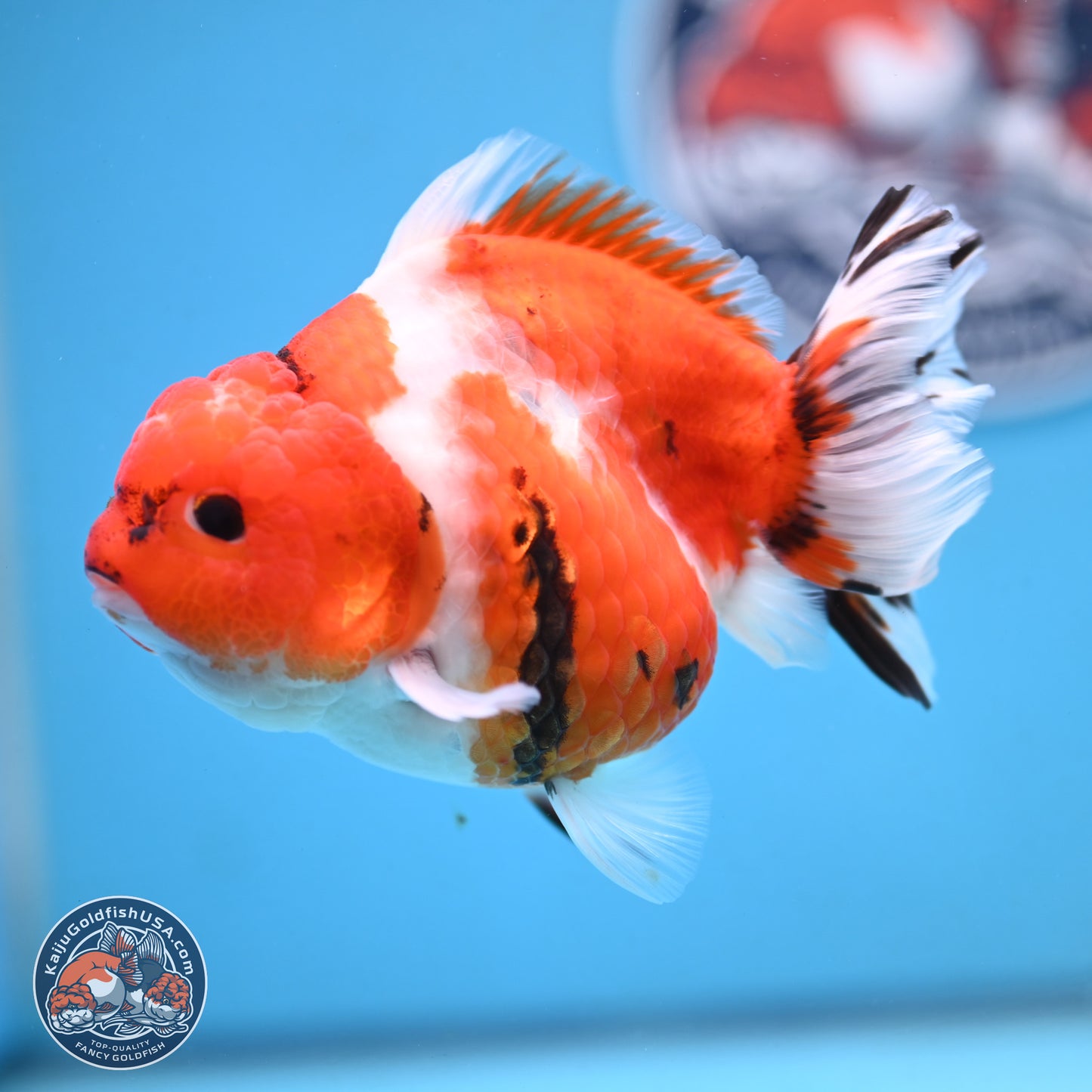 Tricolor Sakura YuanBao Oranda 4.5 inches Body - Female (250103_OR11) - Kaiju Goldfish USA