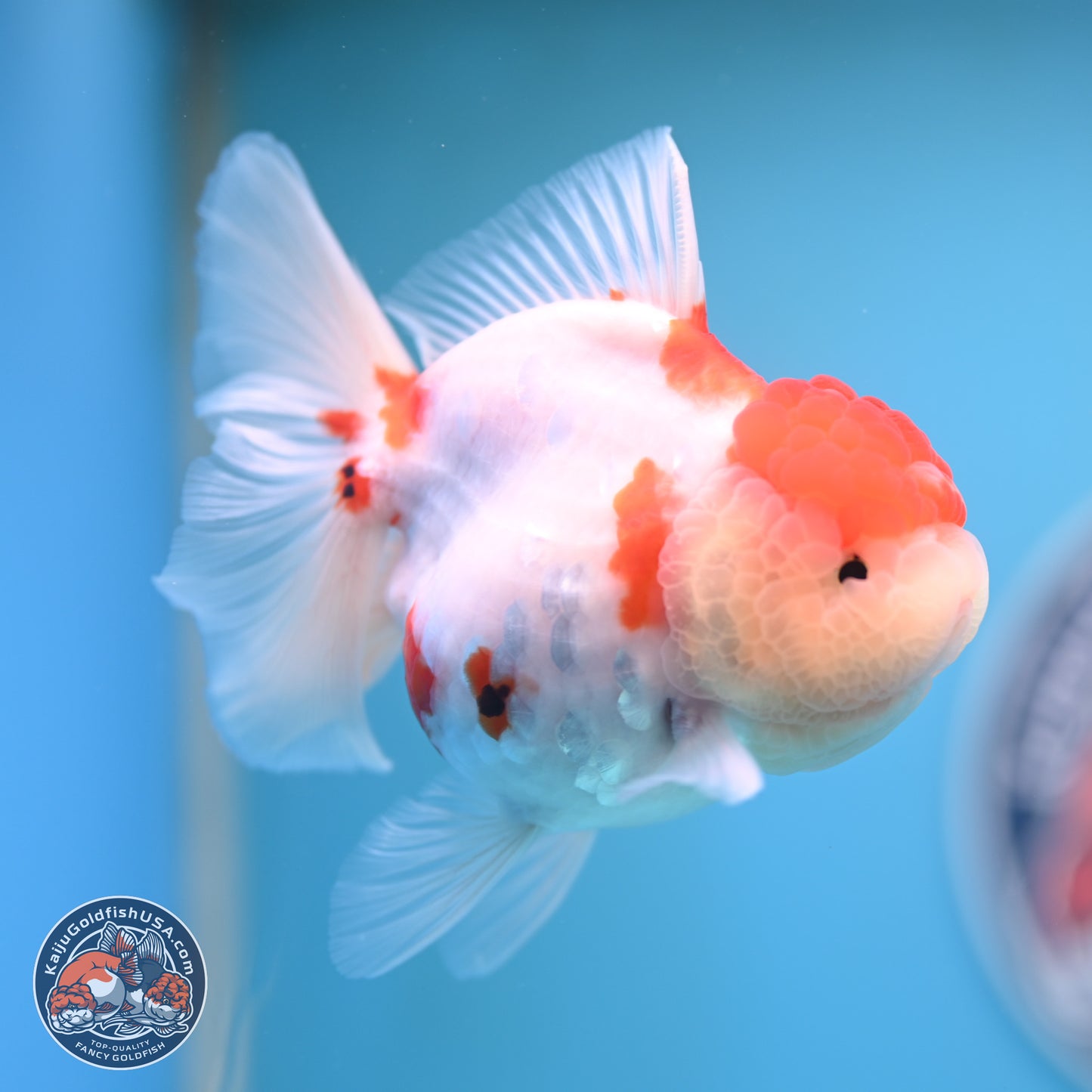 Tricolor Sakura Rose Tail Oranda 4.25 inches (241025_OR11) - Kaiju Goldfish USA