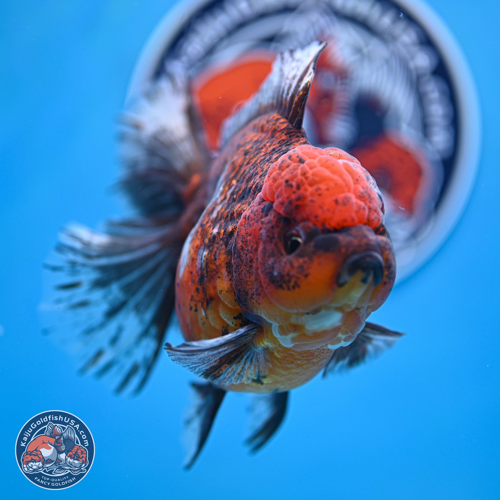 Tiger Rose Tail Oranda 6 inches - Female (241129_OR11) - Kaiju Goldfish USA