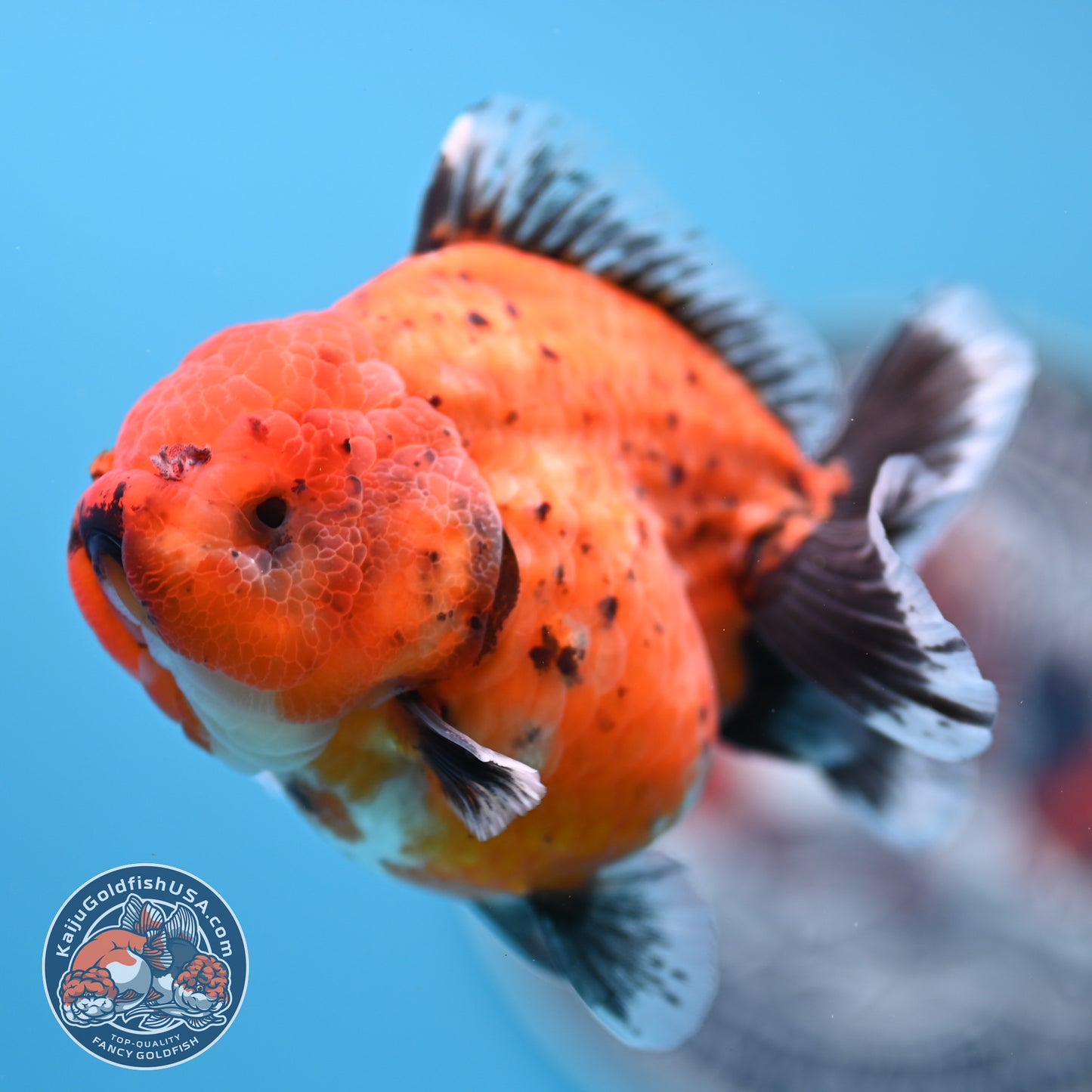 Shogun Tiger Oranda 3.5 inches Body - Female (250418_OR11)