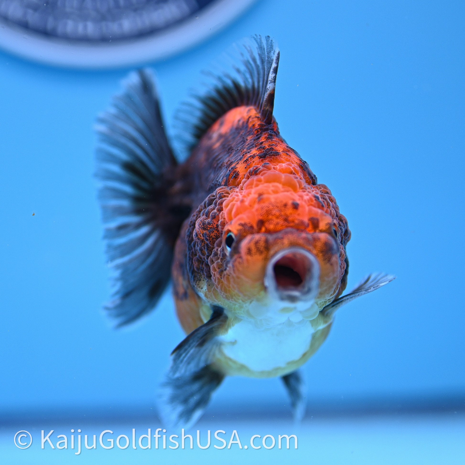 Shogun Godzilla Red Kirin Oranda 3.25in Body (240726_OR11) - Kaiju Goldfish USA