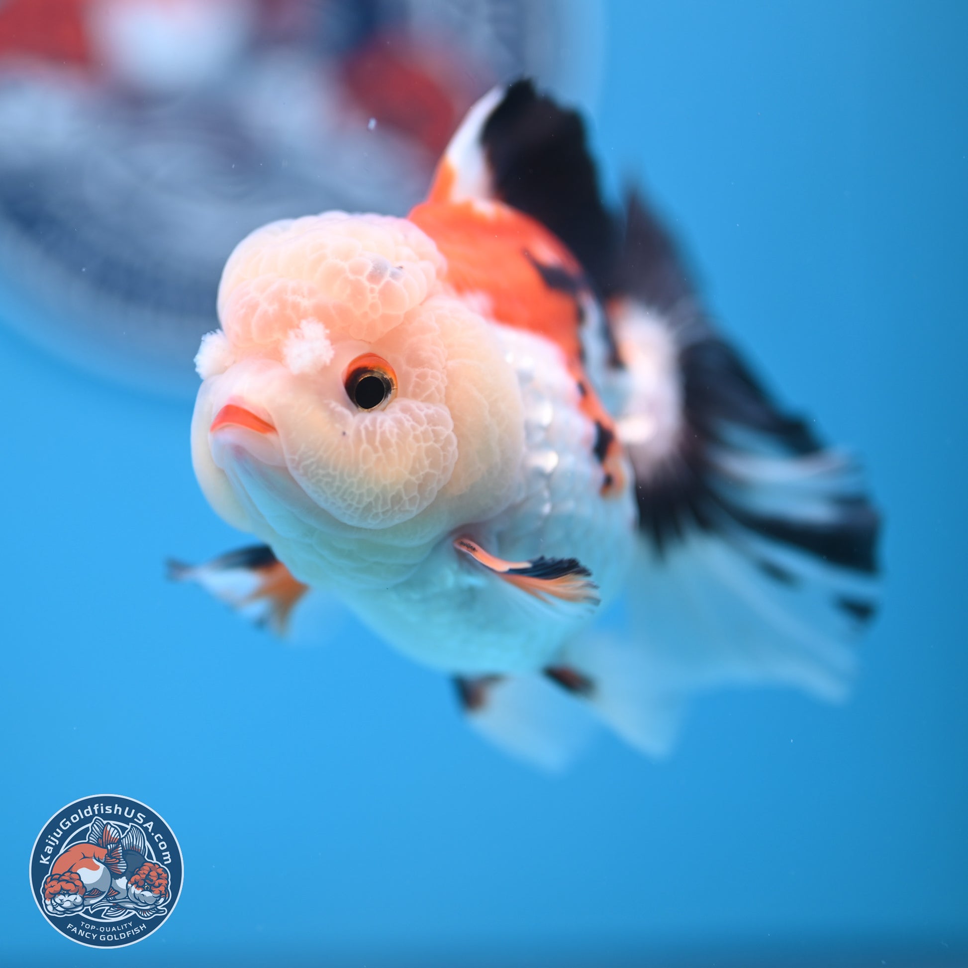 Tricolor Rose Tail Oranda 4.5 inches - Female (241122_OR11) - Kaiju Goldfish USA