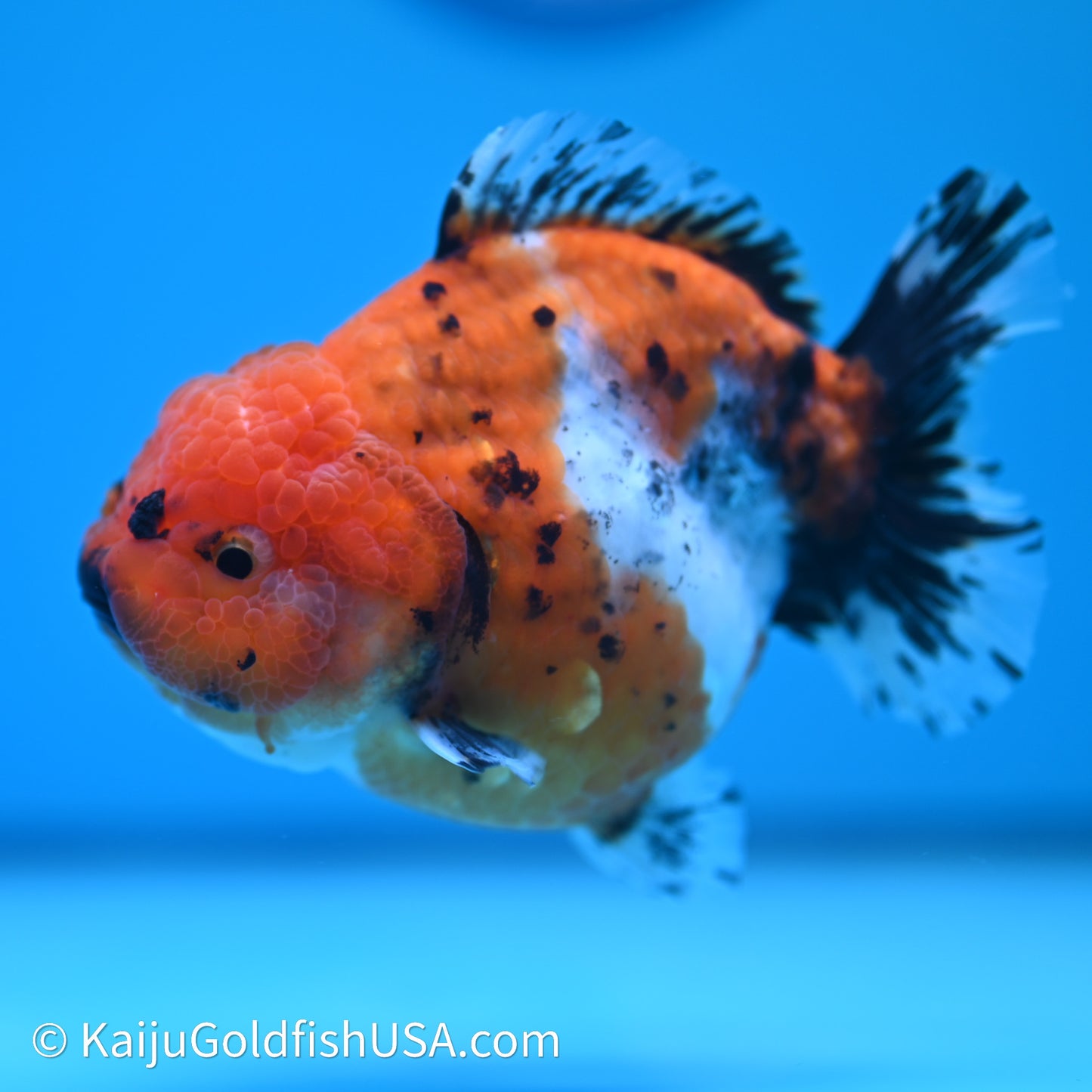 Shogun Godzilla Calico Oranda 3.5in Body (240614_OR11) - Kaiju Goldfish USA