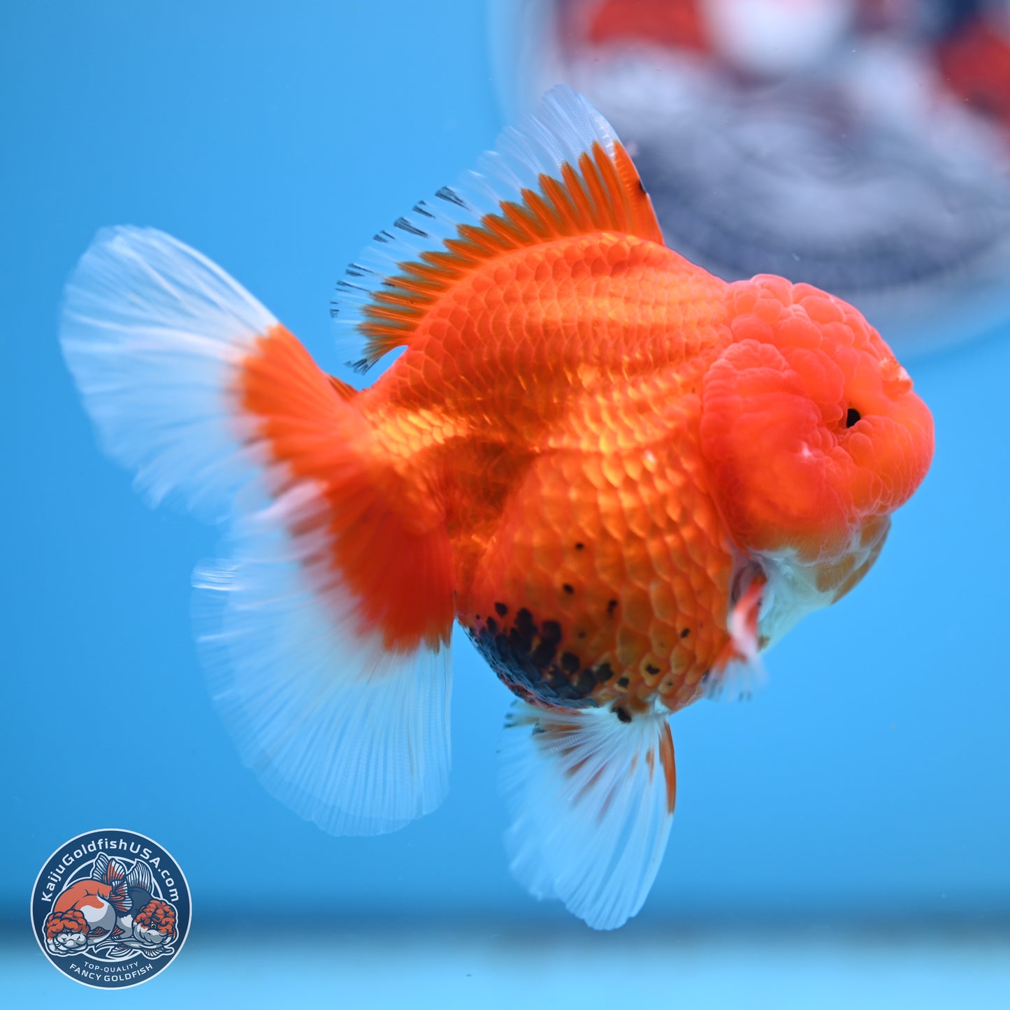 Tricolor Rose Tail Oranda 4 inches - Female (241206_OR11) - Kaiju Goldfish USA