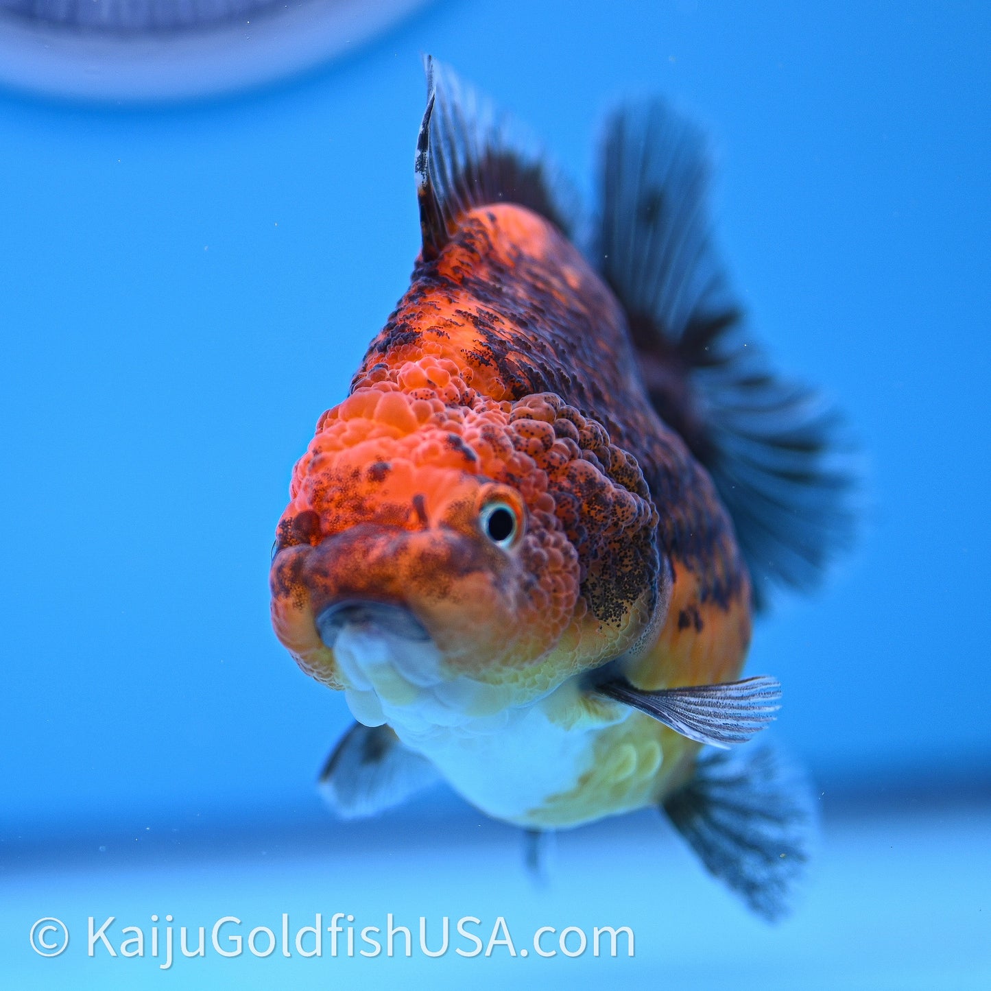 Shogun Godzilla Red Kirin Oranda 3.25in Body (240726_OR11) - Kaiju Goldfish USA