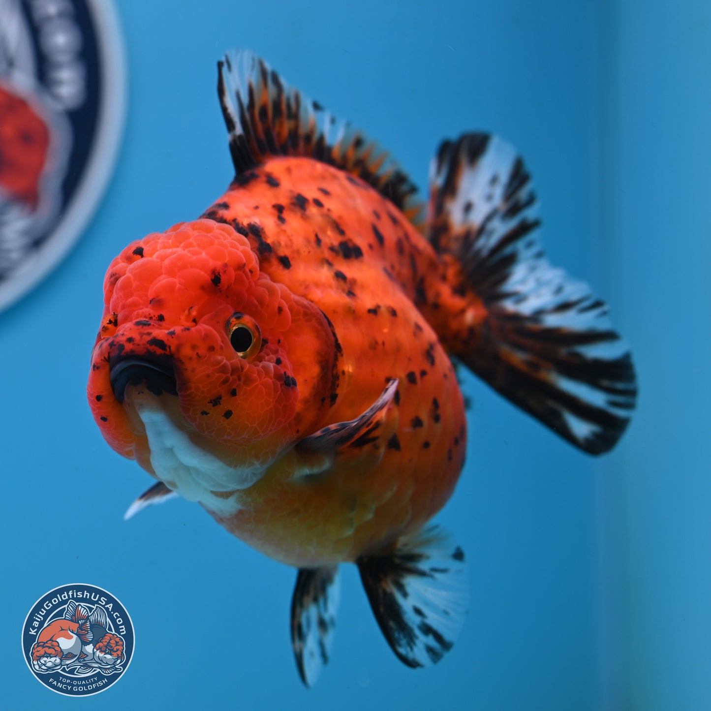 Shogun Tiger Oranda 4 inches Body - Female(250131_OR11)