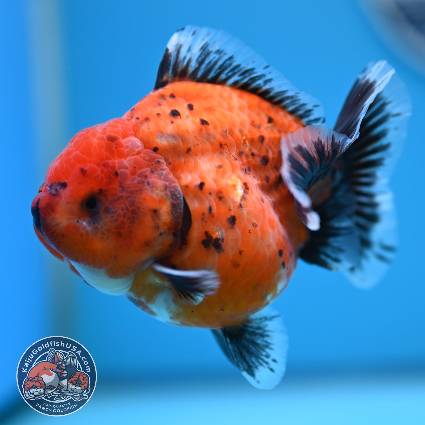 Shogun Tiger Oranda 3.5 inches Body - Female (250418_OR11)