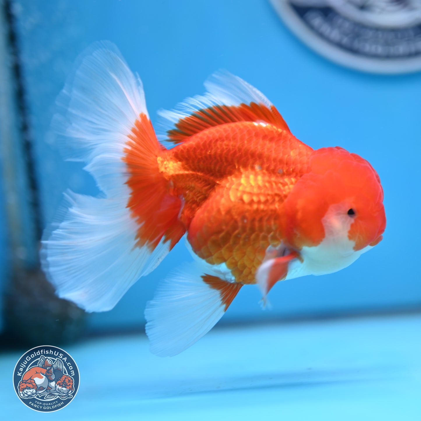Red White Rose Tail Oranda 3.5 inches Body - Male (250404_OR11)