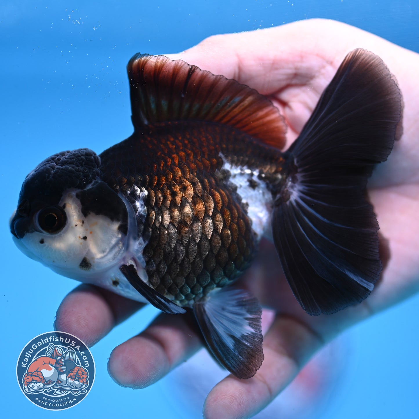Panda Rose Tail Oranda 4 inch Body (251003_OR11)