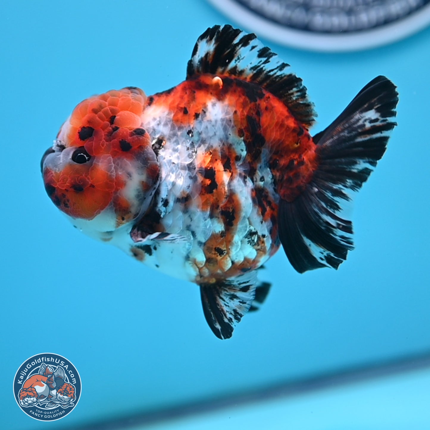 Shogun Calico Oranda 4 inches Body - Female (250207_OR11)