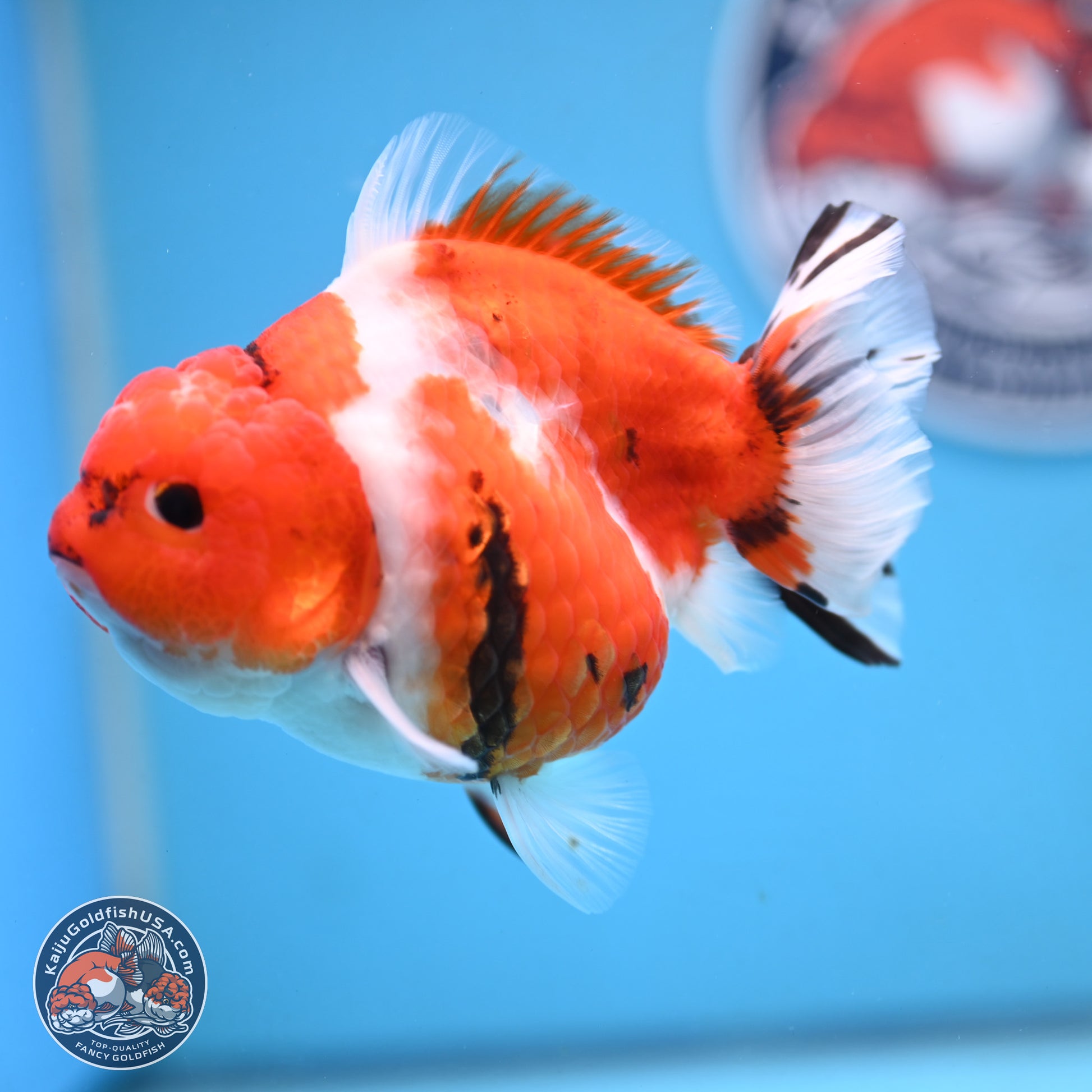 Tricolor Sakura YuanBao Oranda 4.5 inches Body - Female (250103_OR11) - Kaiju Goldfish USA