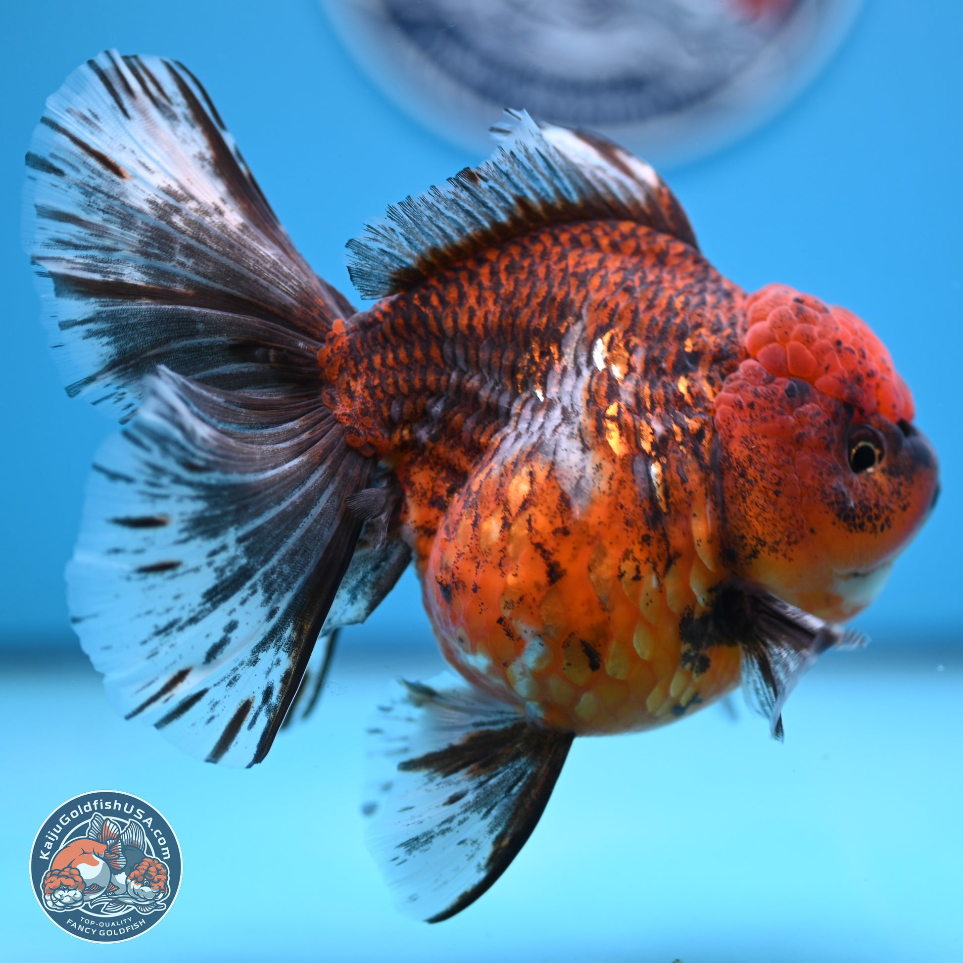 Tiger Rose Tail Oranda 6 inches - Female (241129_OR11) - Kaiju Goldfish USA