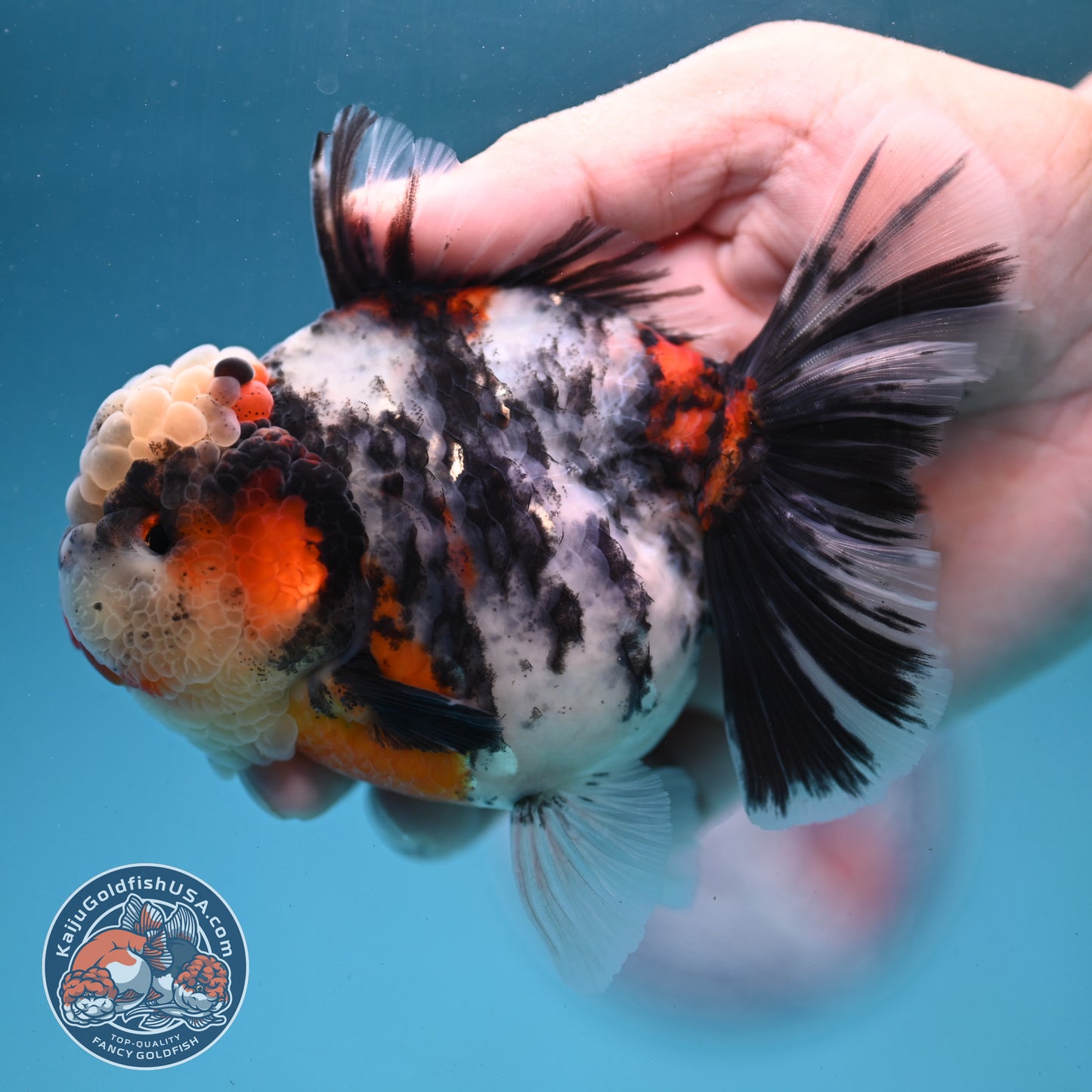 Sakura Tricolor Rosetail Tiger Oranda 4 inch Body (250919_OR11)