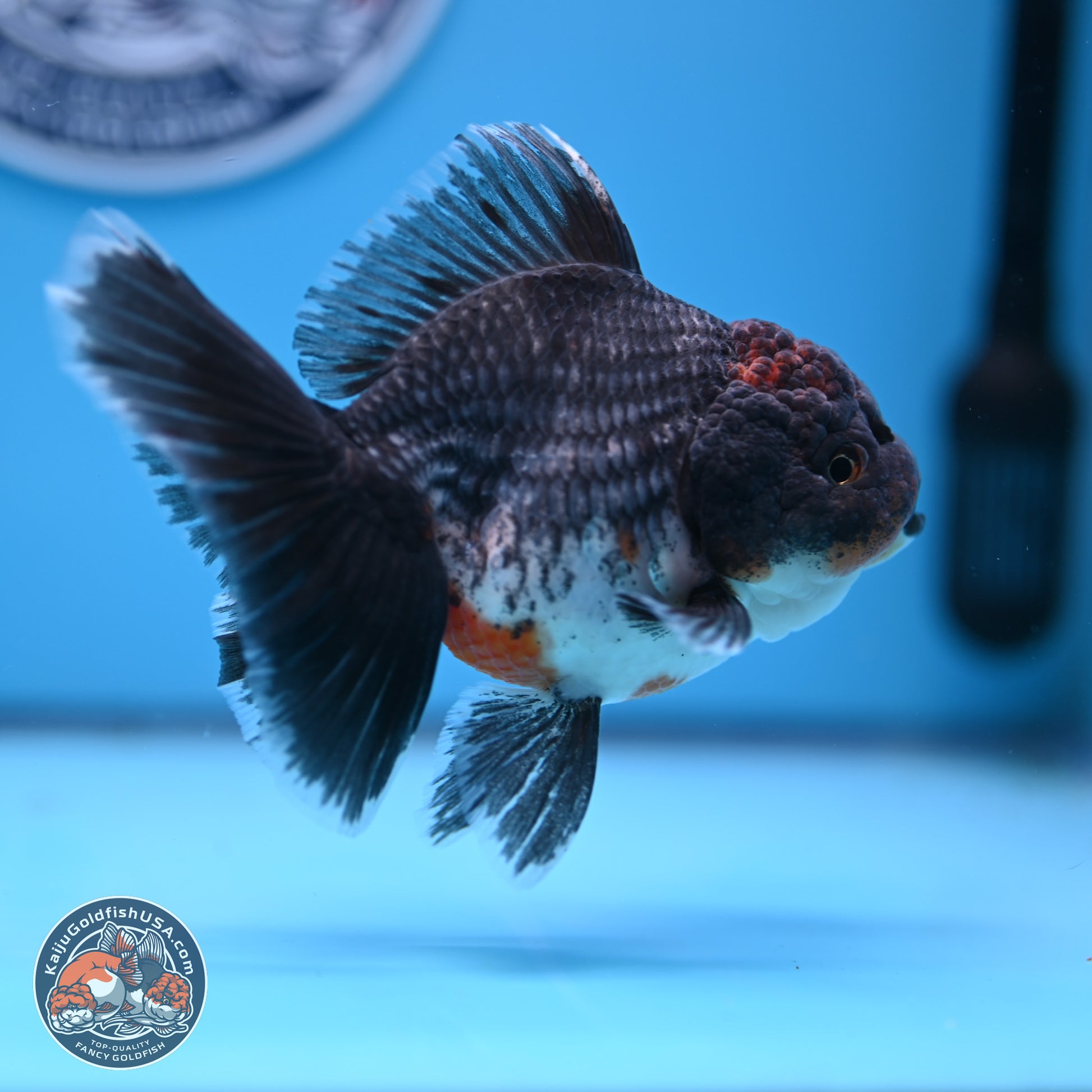 Shogun Blue Kirin Rose Tail Oranda 3.5in Body (240802_OR11) - Kaiju Goldfish USA