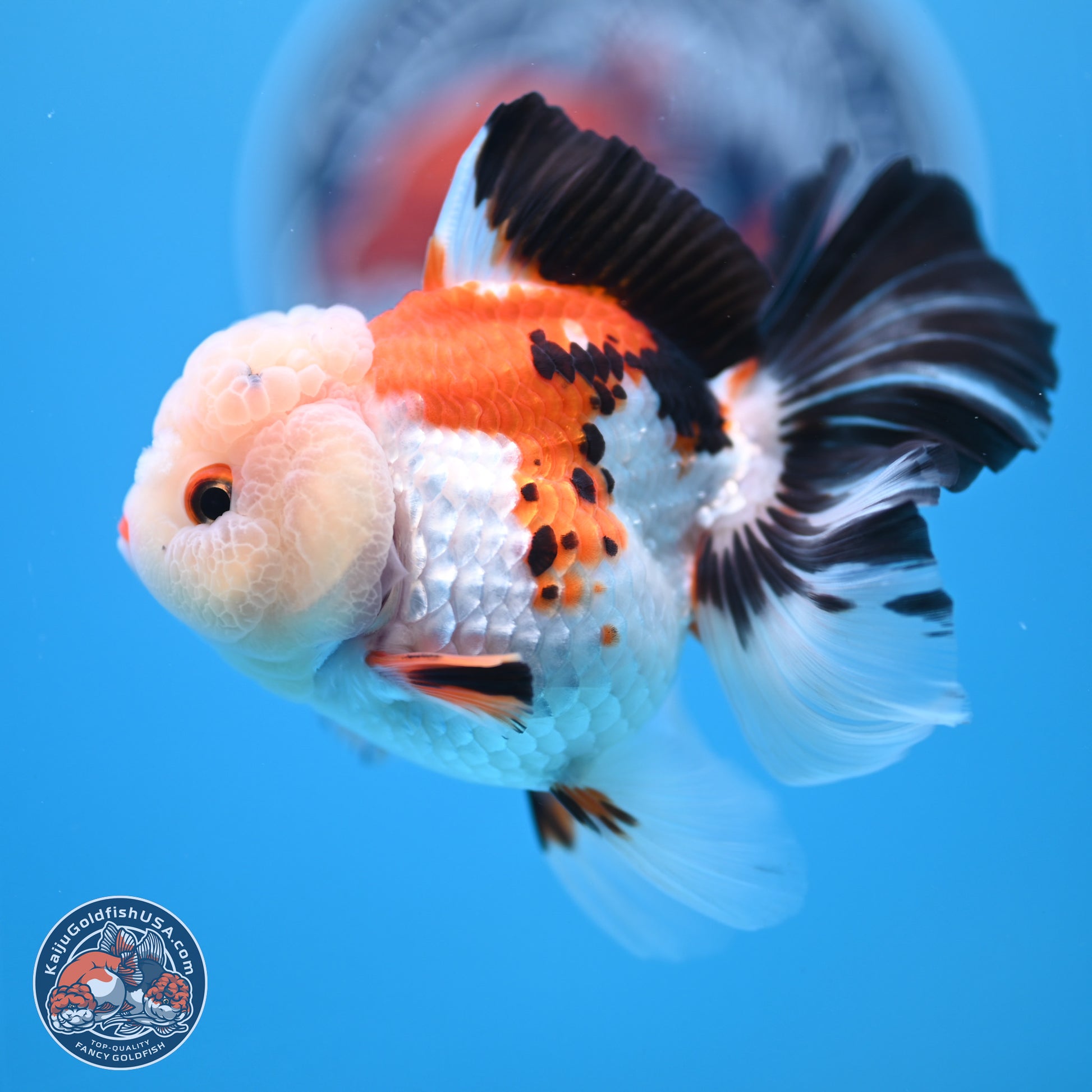 Tricolor Rose Tail Oranda 4.5 inches - Female (241122_OR11) - Kaiju Goldfish USA