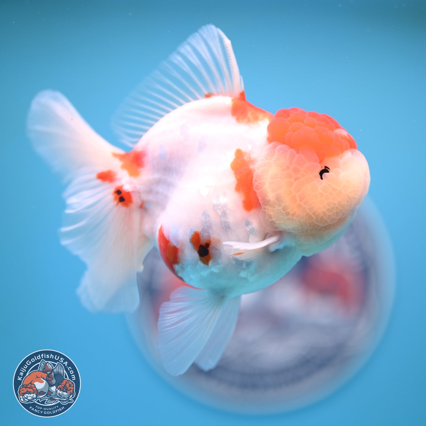 Tricolor Sakura Rose Tail Oranda 4.25 inches (241025_OR11) - Kaiju Goldfish USA