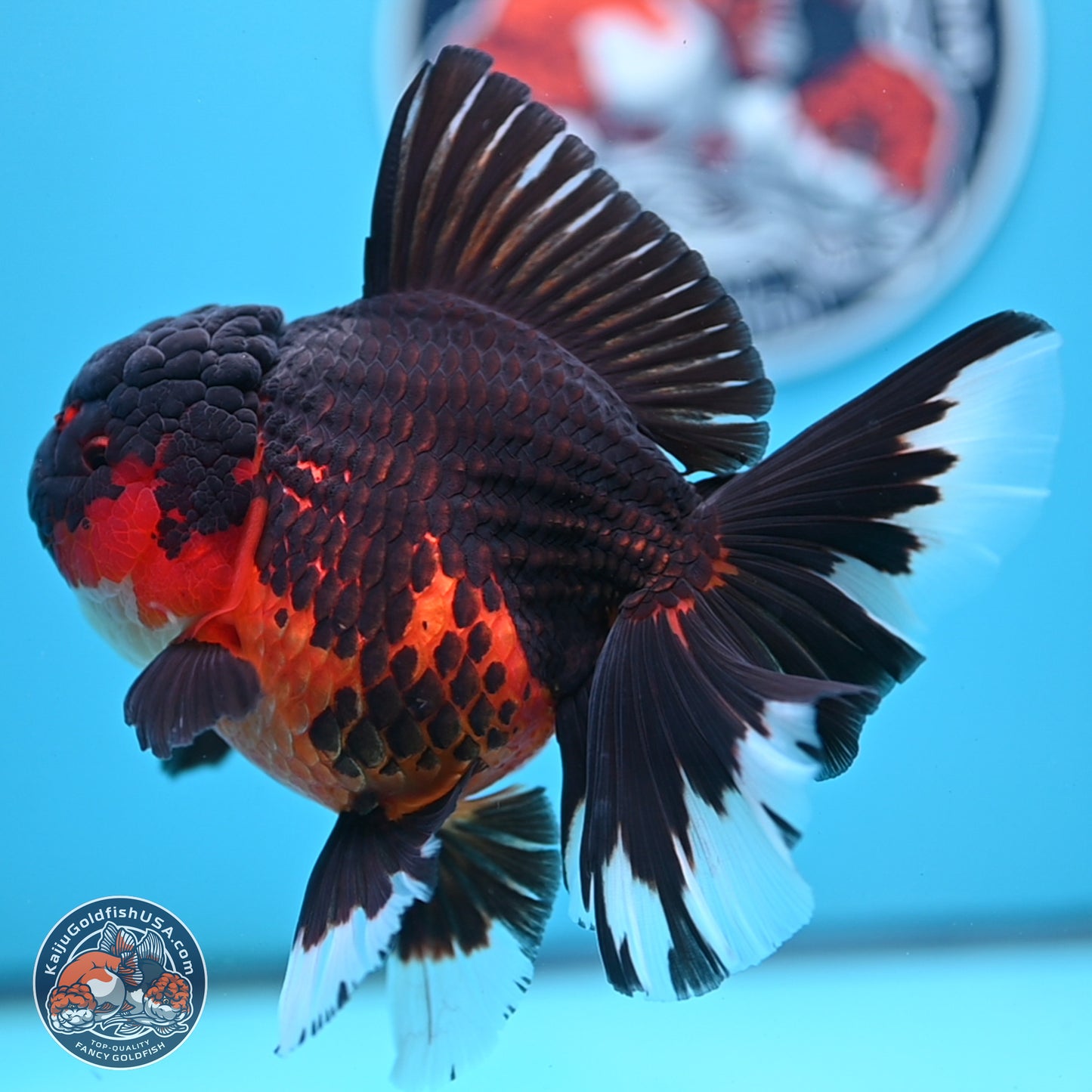 Apache Rose Tail Oranda 4.5 inches Body - Female (250214_OR11)