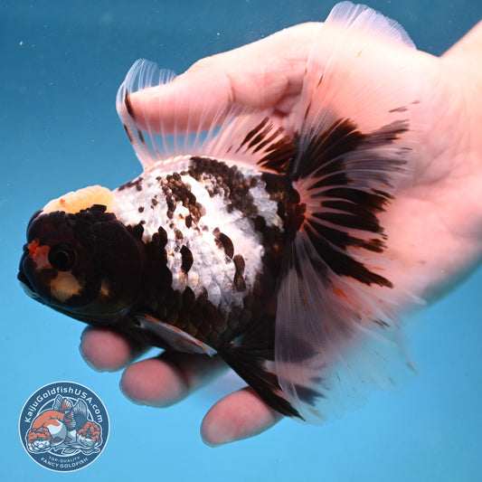 Butterfly Tail Panda Oranda 4 inch Body (250926_OR11)