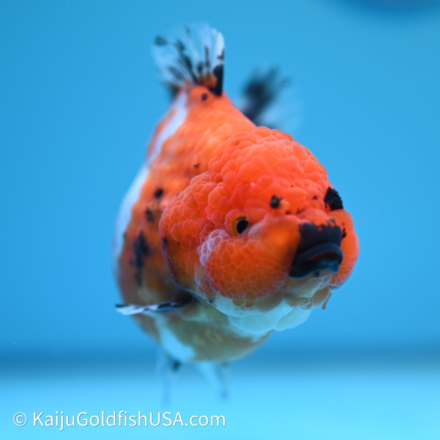 Shogun Godzilla Calico Oranda 3.5in Body (240614_OR11) - Kaiju Goldfish USA