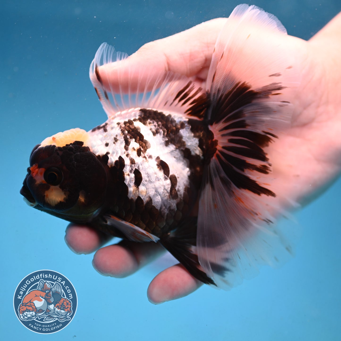 Butterfly Tail Panda Oranda 4 inch Body (250926_OR11)
