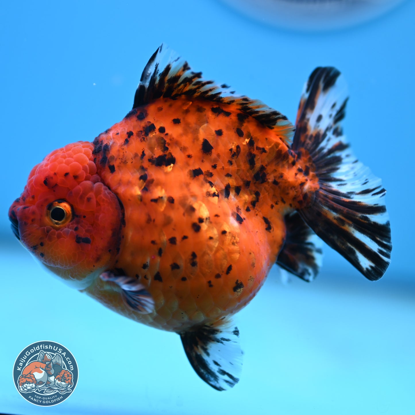 Shogun Tiger Oranda 4 inches Body - Female(250131_OR11)