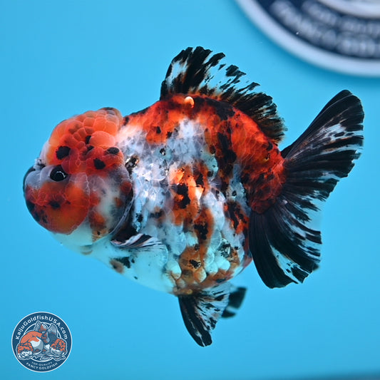 Shogun Calico Oranda 4 inches Body - Female (250207_OR11)