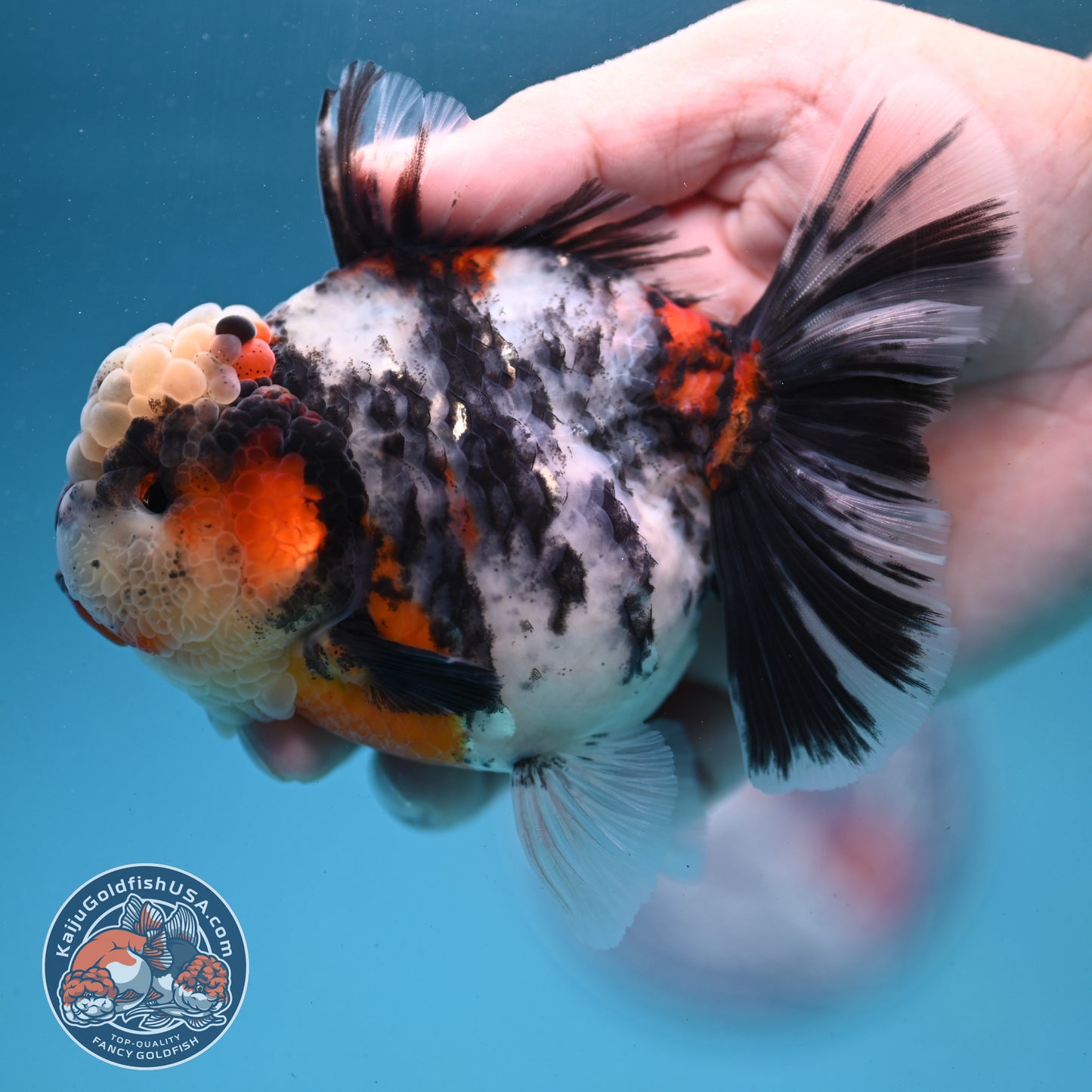 Sakura Tricolor Rosetail Tiger Oranda 4 inch Body (250919_OR11)