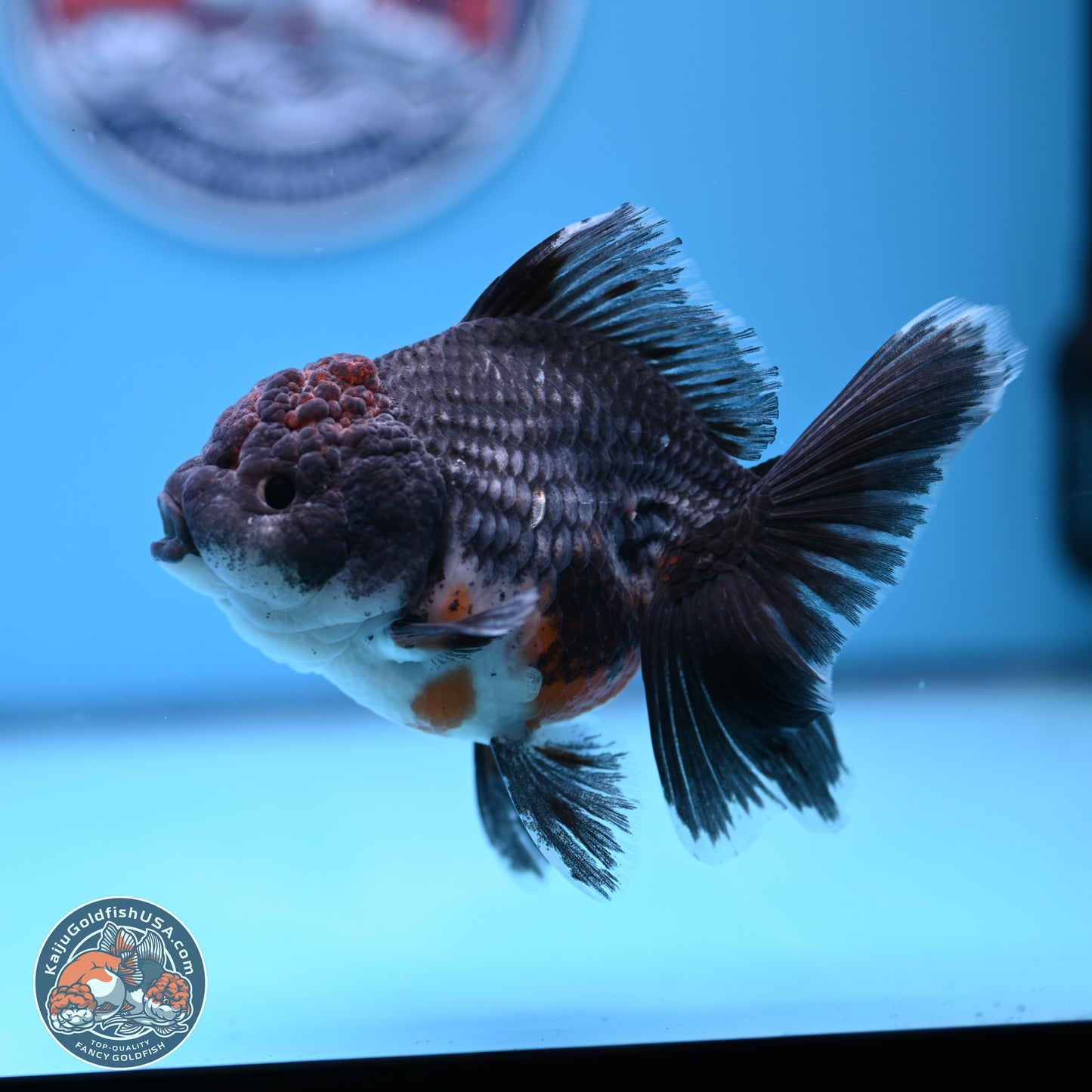 Shogun Blue Kirin Rose Tail Oranda 3.5in Body (240802_OR11) - Kaiju Goldfish USA