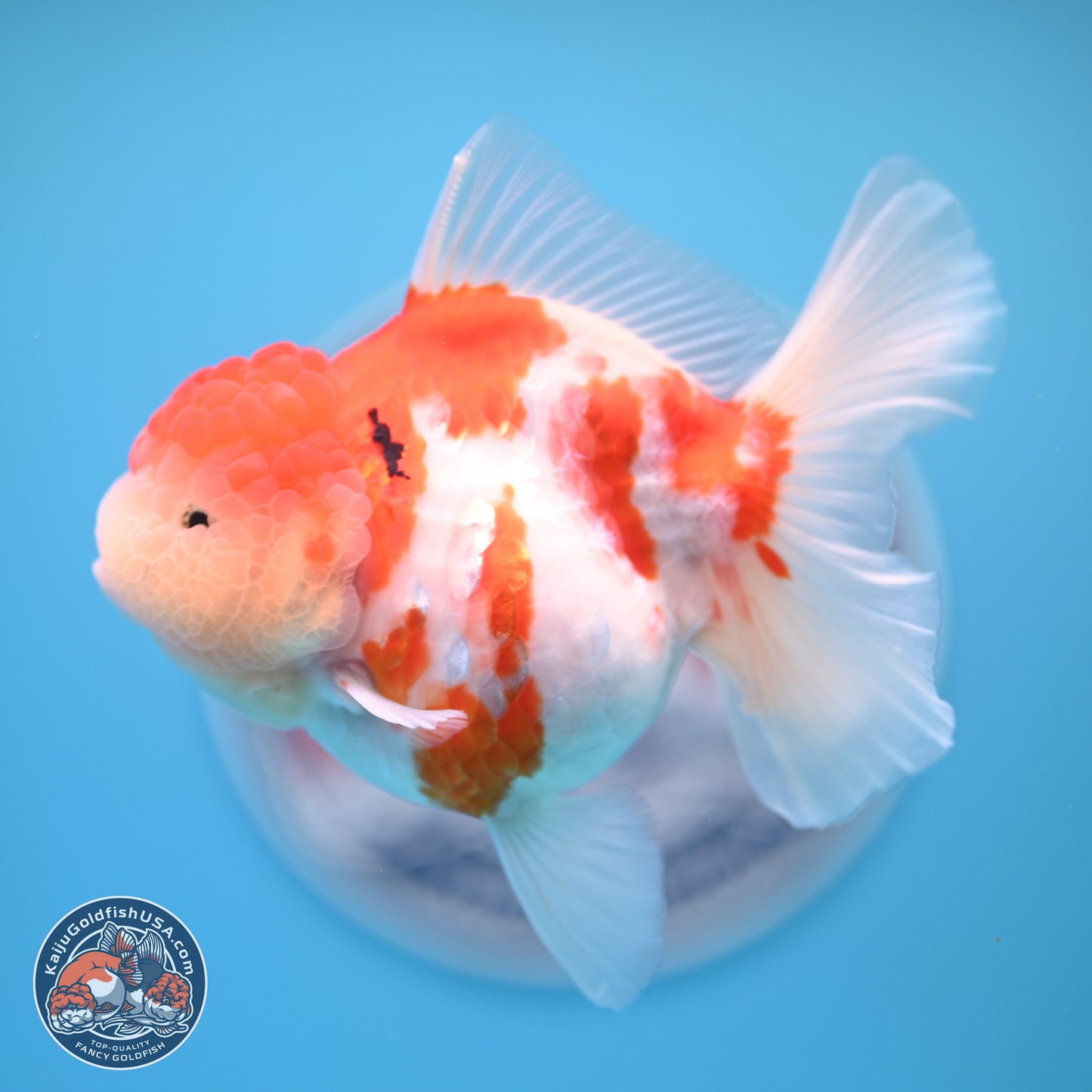 Tricolor Sakura Rose Tail Oranda 4.25 inches (241025_OR11) - Kaiju Goldfish USA