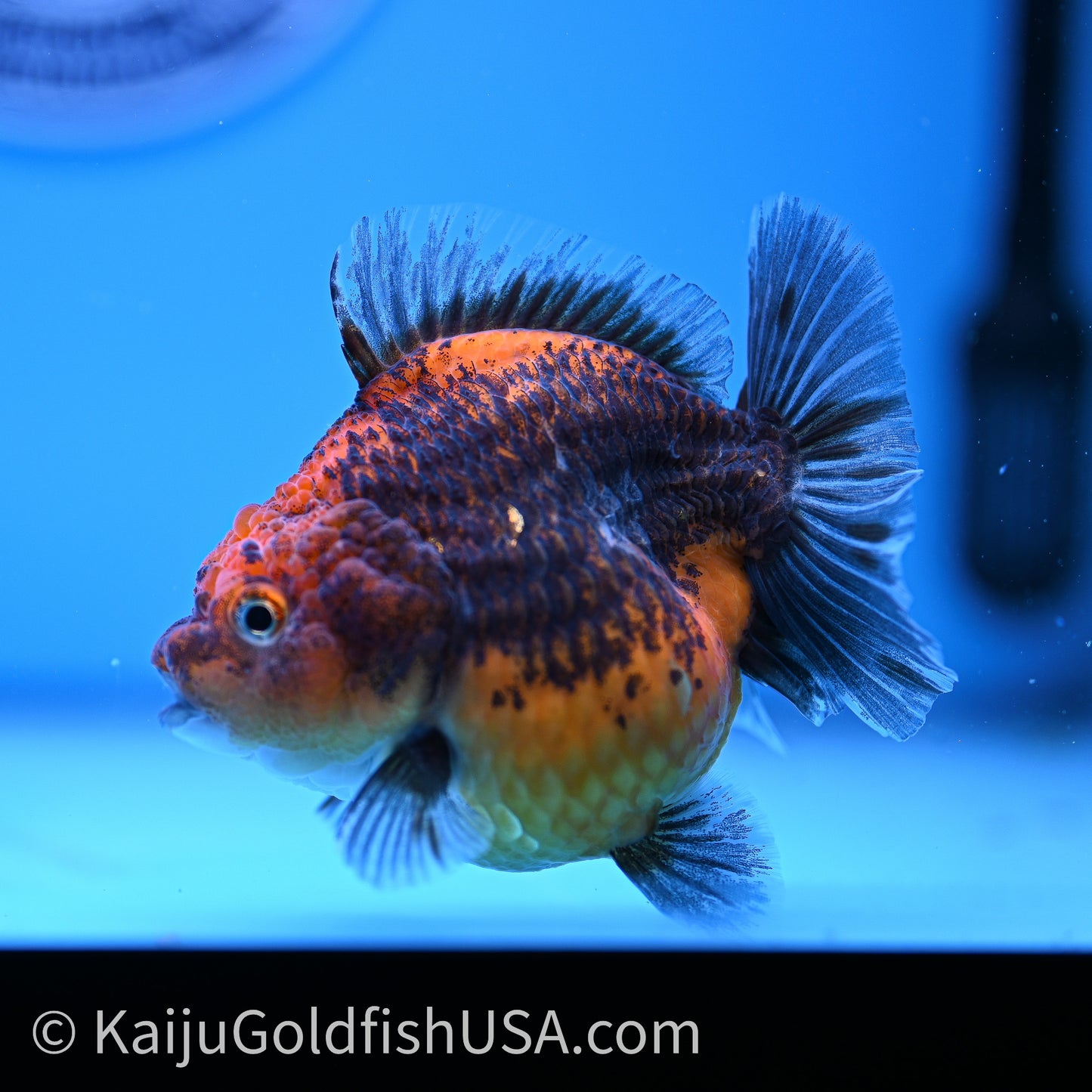 Shogun Godzilla Red Kirin Oranda 3.25in Body (240726_OR11) - Kaiju Goldfish USA