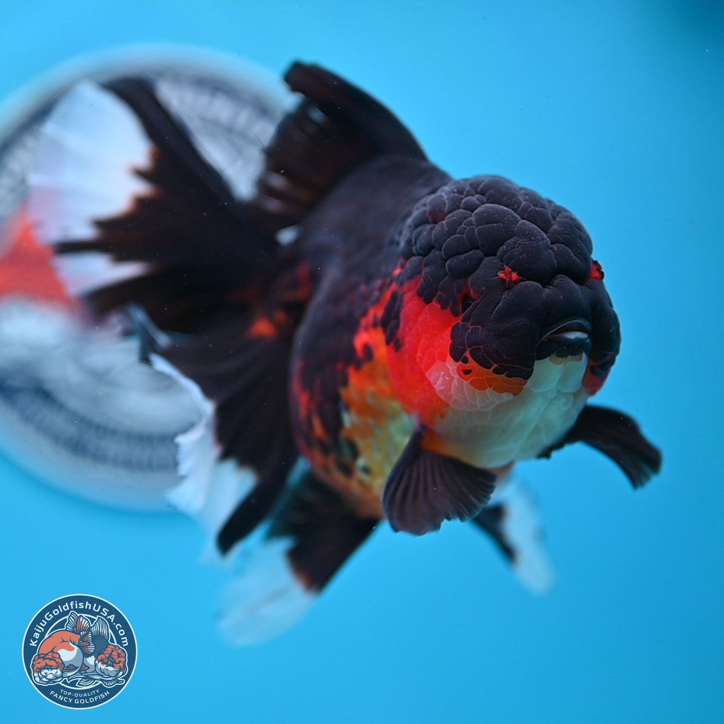 Apache Rose Tail Oranda 4.5 inches Body - Female (250214_OR11)