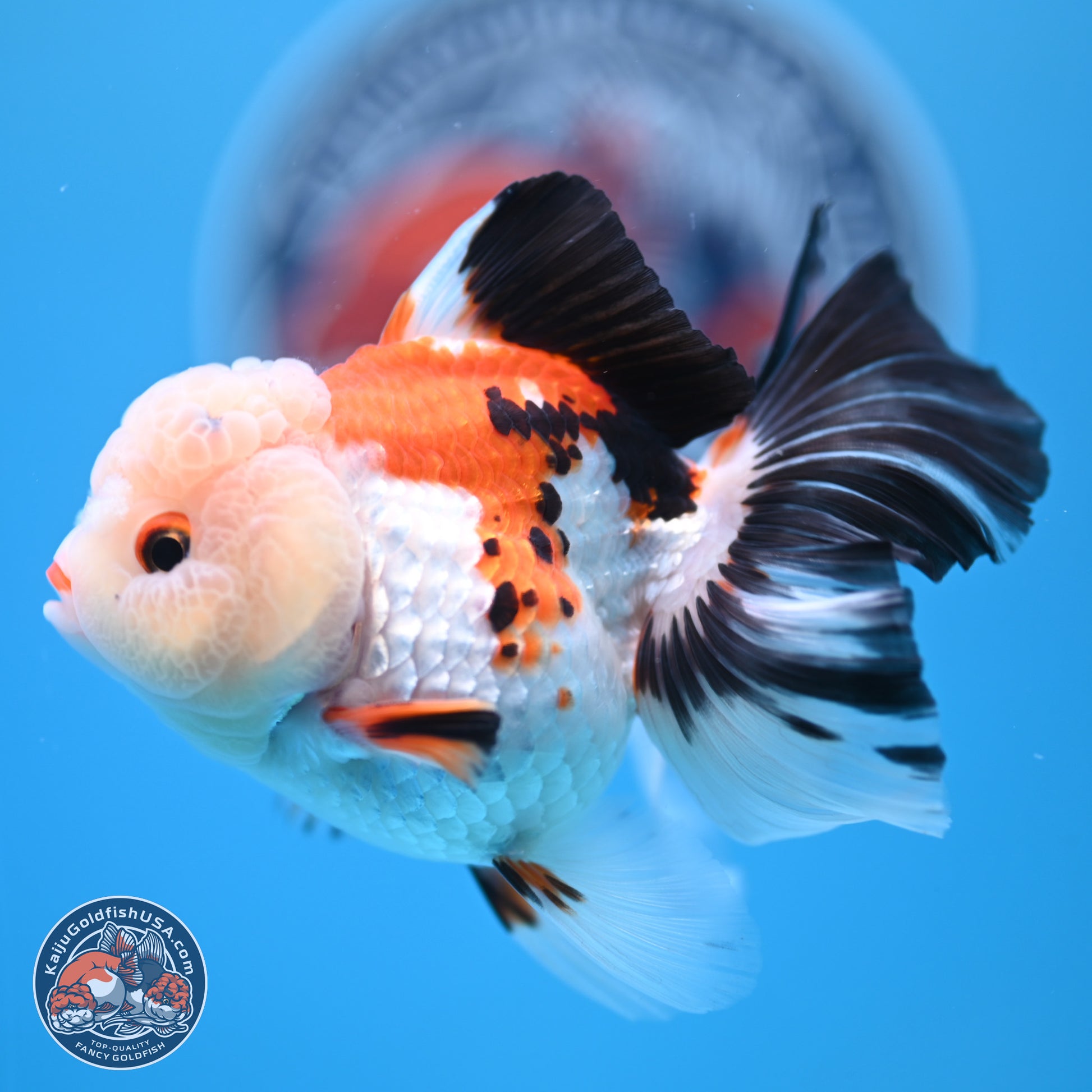 Tricolor Rose Tail Oranda 4.5 inches - Female (241122_OR11) - Kaiju Goldfish USA