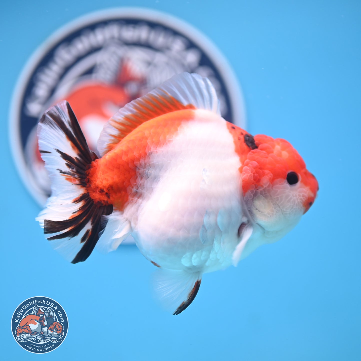 Tricolor Sakura YuanBao Oranda 4.5 inches Body - Female (250103_OR11) - Kaiju Goldfish USA