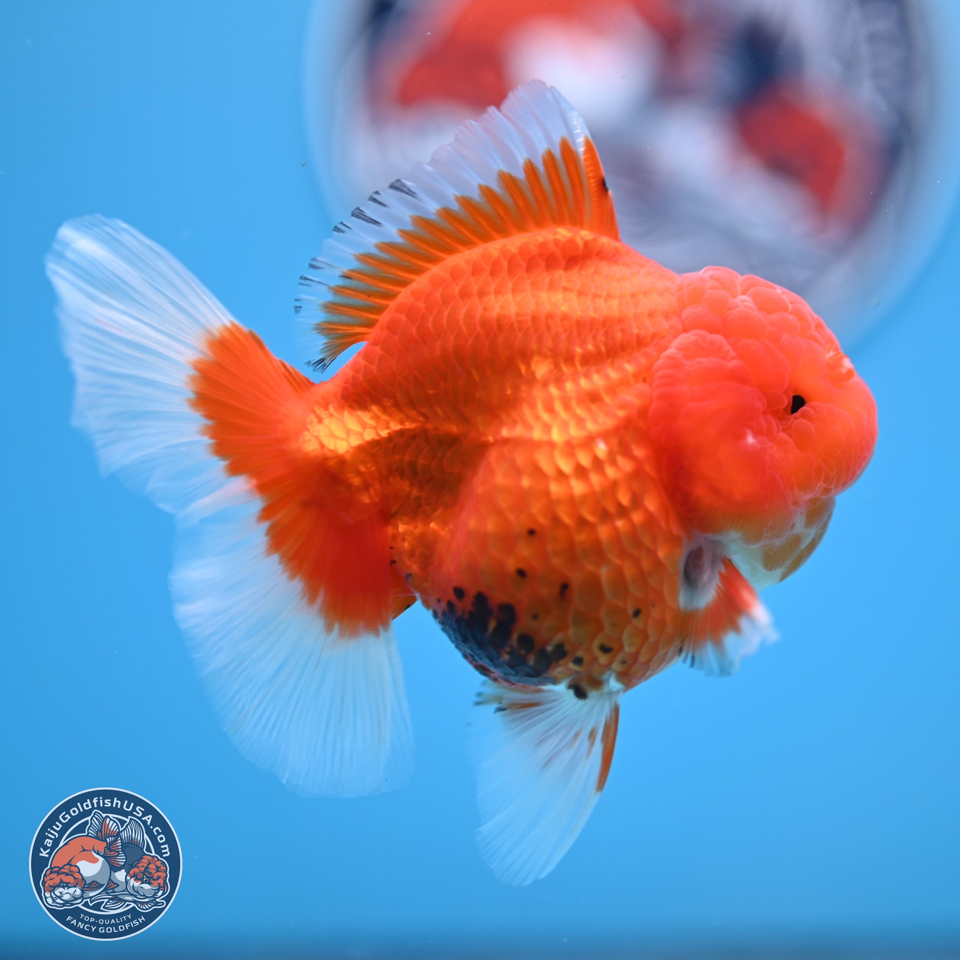 Tricolor Rose Tail Oranda 4 inches - Female (241206_OR11) - Kaiju Goldfish USA