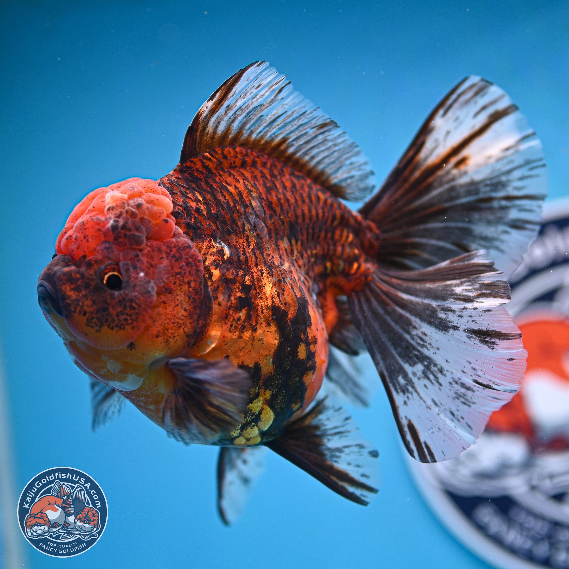 Tiger Rose Tail Oranda 6 inches - Female (241129_OR11) - Kaiju Goldfish USA