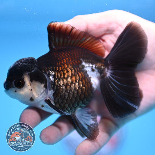 Panda Rose Tail Oranda 4 inch Body (251003_OR11)