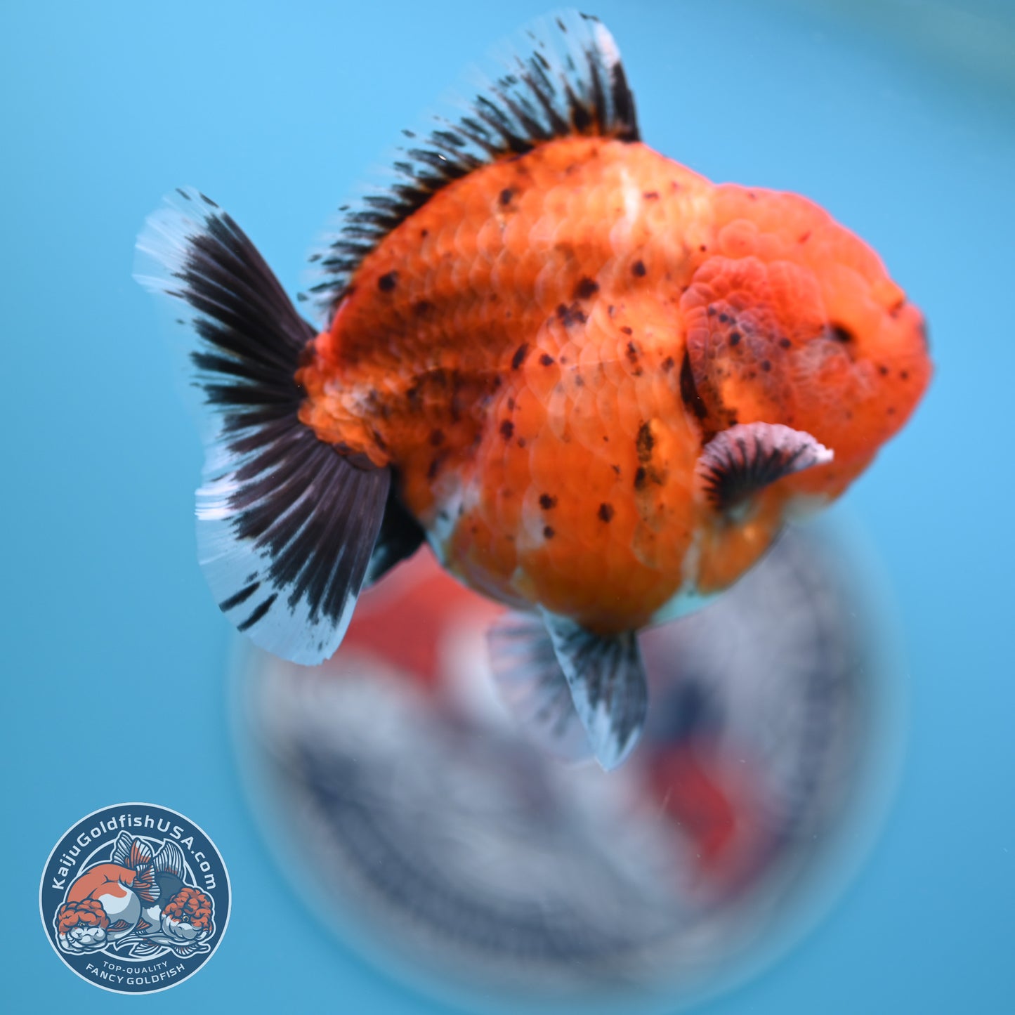 Shogun Tiger Oranda 3.5 inches Body - Female (250418_OR11)