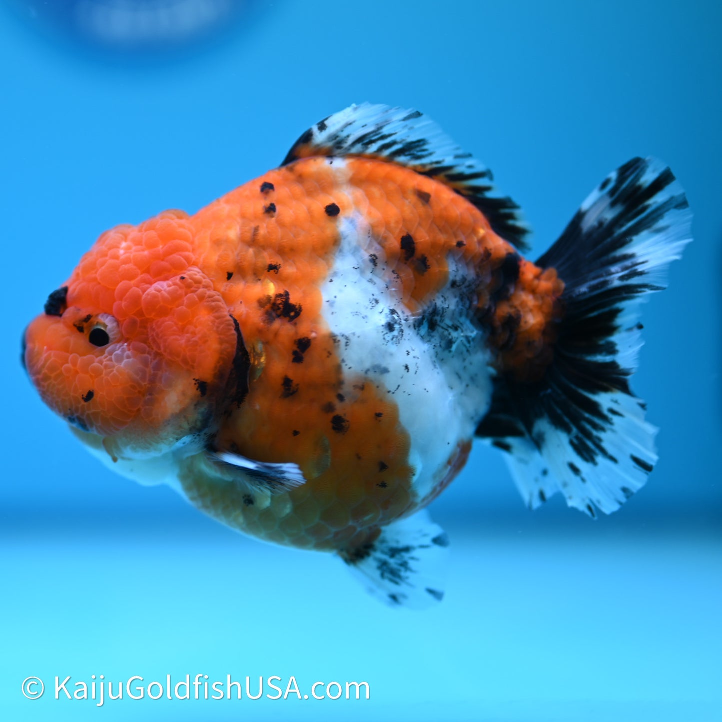 Shogun Godzilla Calico Oranda 3.5in Body (240614_OR11) - Kaiju Goldfish USA