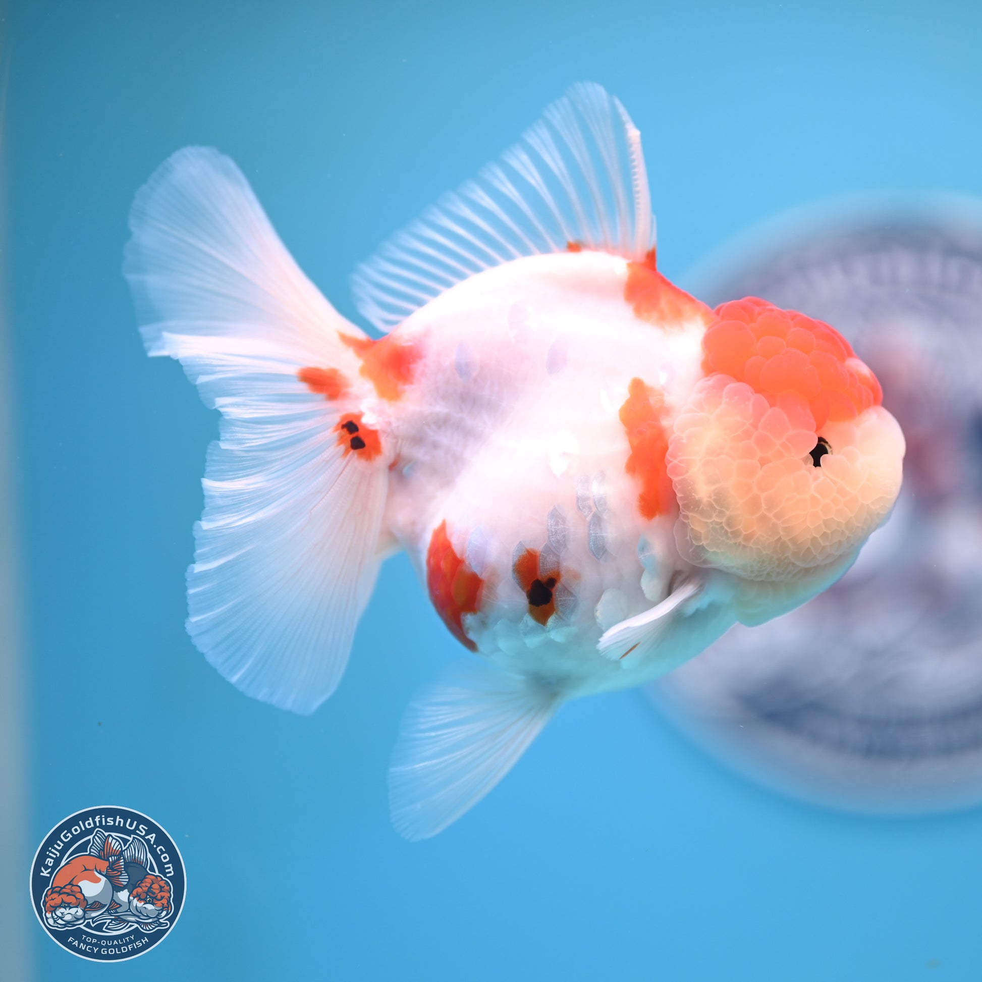 Tricolor Sakura Rose Tail Oranda 4.25 inches (241025_OR11) - Kaiju Goldfish USA