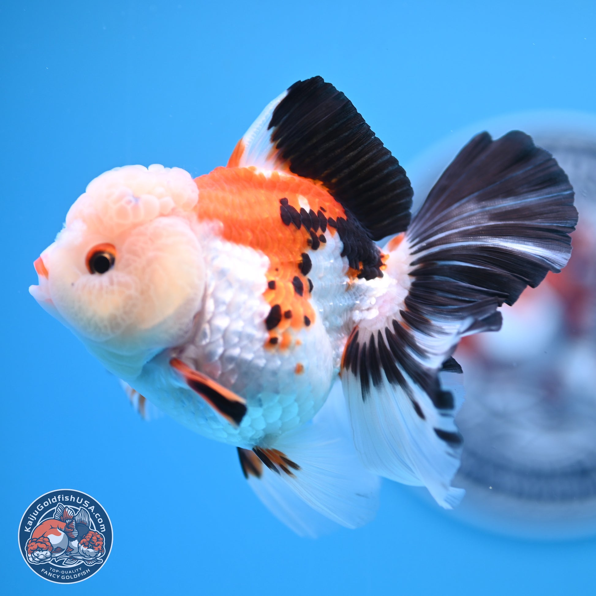 Tricolor Rose Tail Oranda 4.5 inches - Female (241122_OR11) - Kaiju Goldfish USA