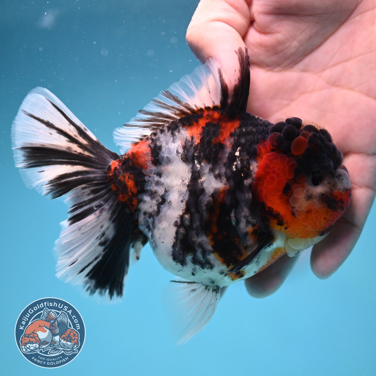 Sakura Tricolor Rosetail Tiger Oranda 4 inch Body (250919_OR11)