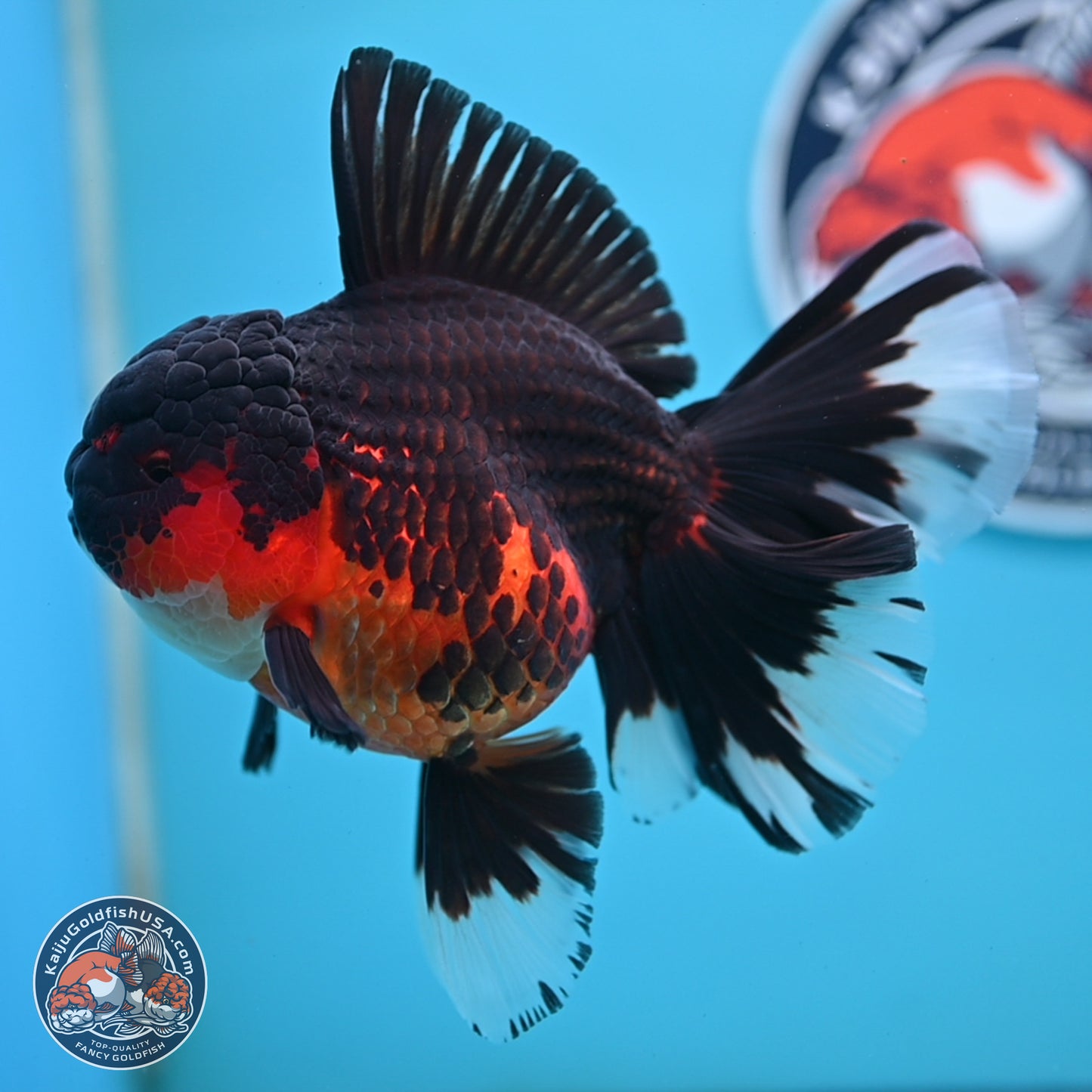 Apache Rose Tail Oranda 4.5 inches Body - Female (250214_OR11)