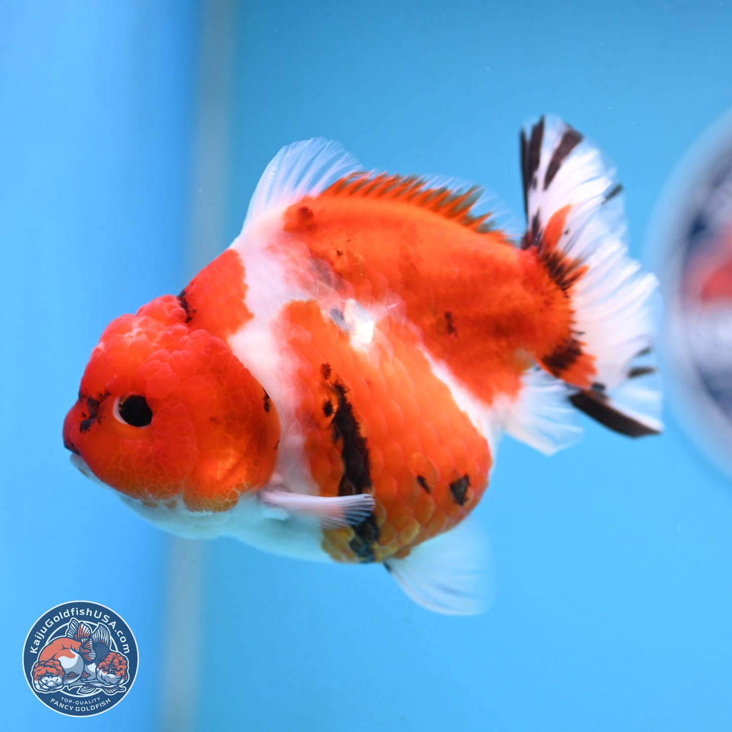 Tricolor Sakura YuanBao Oranda 4.5 inches Body - Female (250103_OR11) - Kaiju Goldfish USA