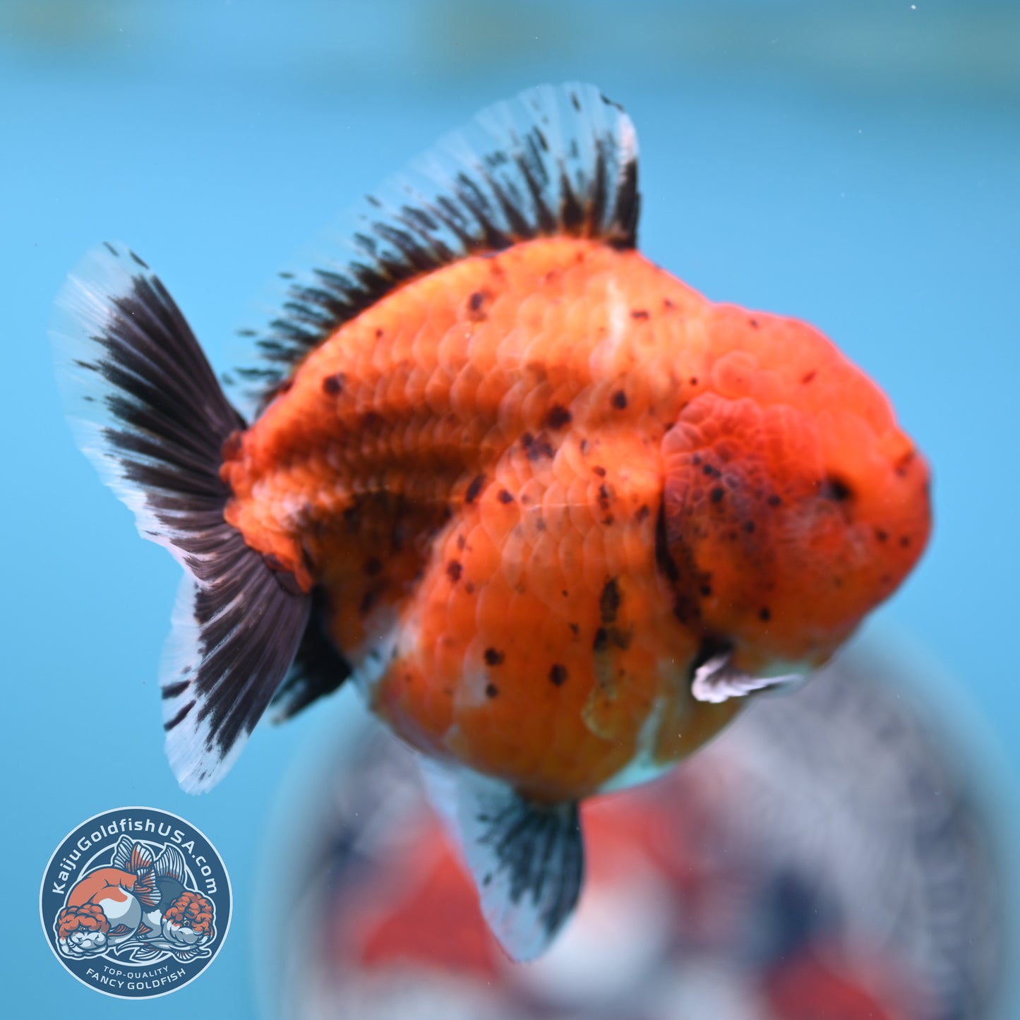 Shogun Tiger Oranda 3.5 inches Body - Female (250418_OR11)