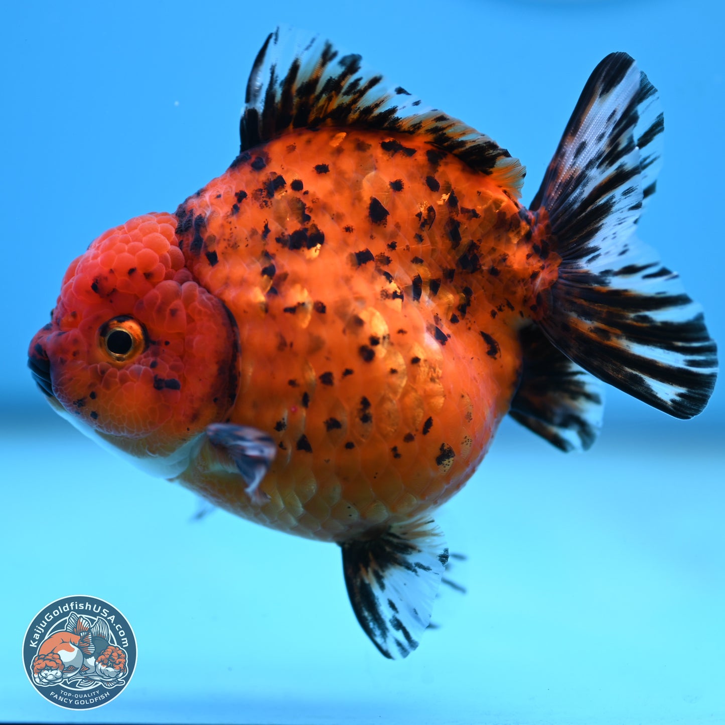 Shogun Tiger Oranda 4 inches Body - Female(250131_OR11)