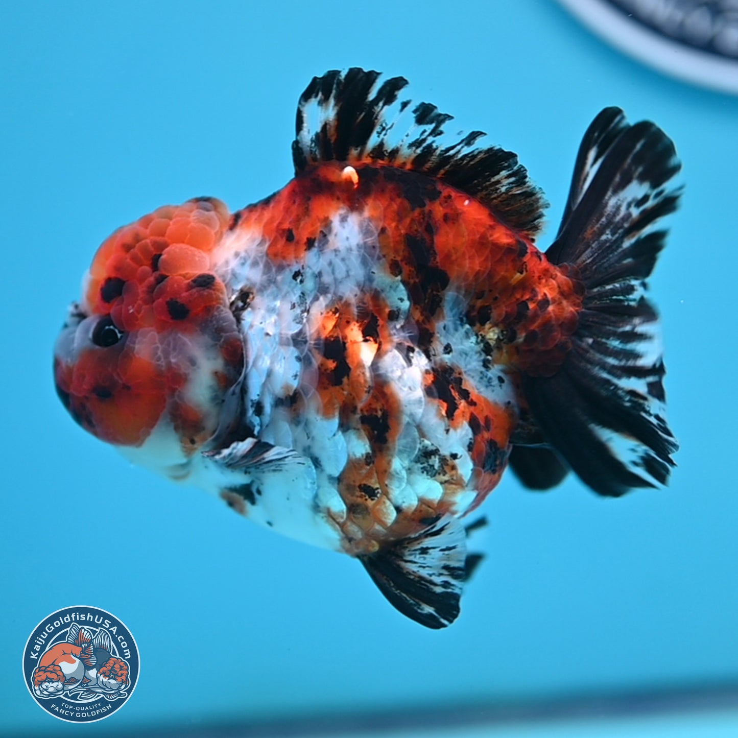 Shogun Calico Oranda 4 inches Body - Female (250207_OR11)