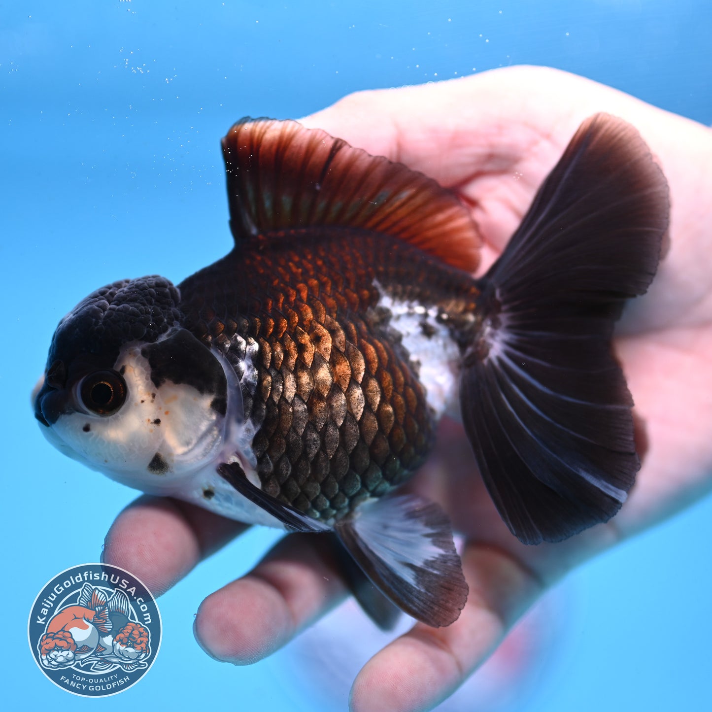 Panda Rose Tail Oranda 4 inch Body (251003_OR11)