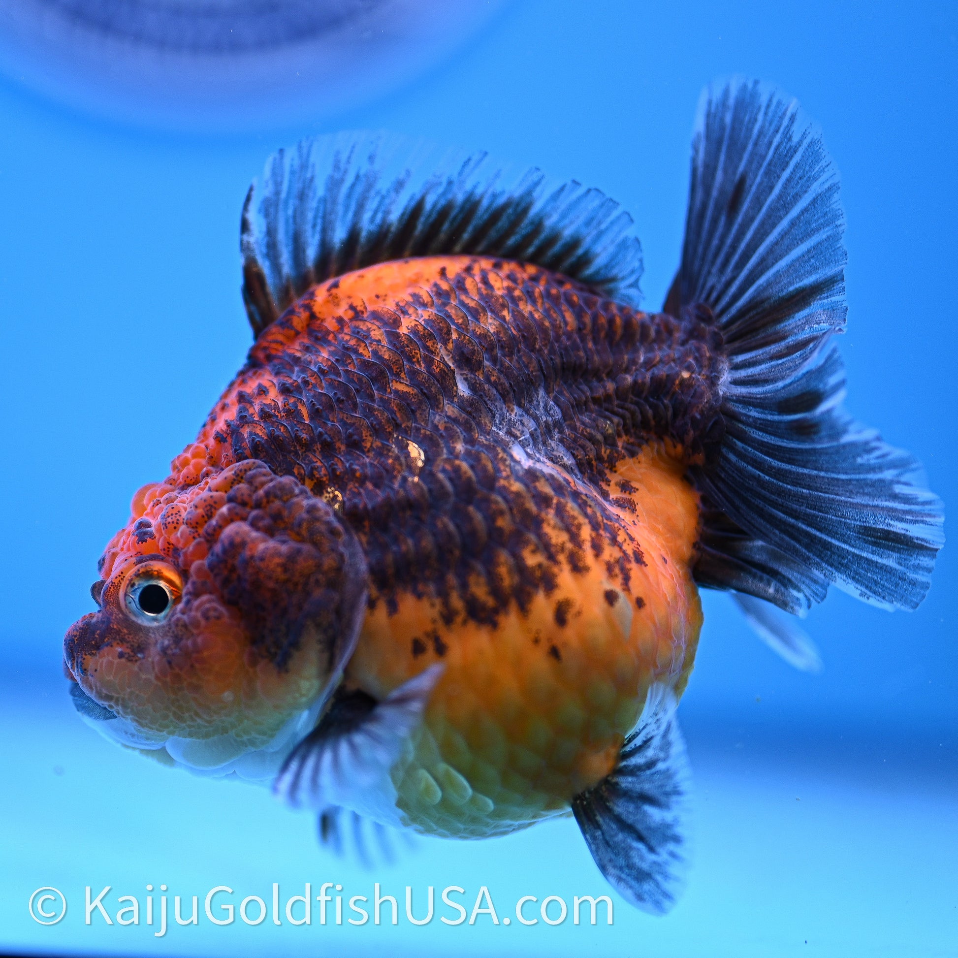 Shogun Godzilla Red Kirin Oranda 3.25in Body (240726_OR11) - Kaiju Goldfish USA